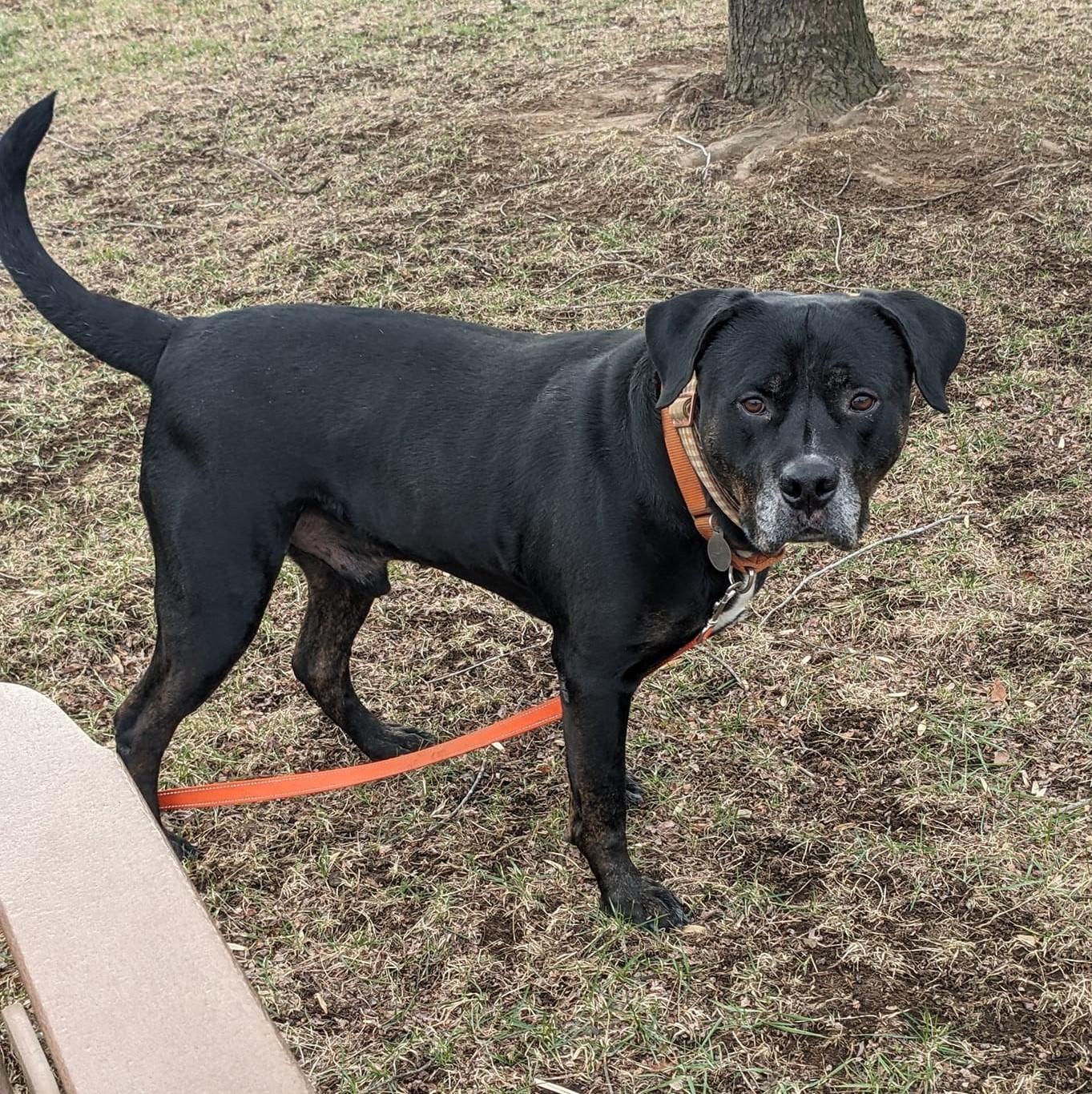 Boyers, an adoptable mixed breed in Phoenixville, PA image 5/6