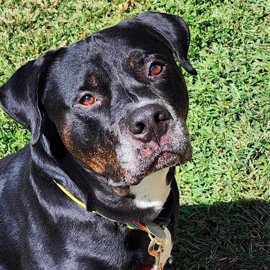 Boyers, an adoptable mixed breed in Phoenixville, PA image 6/6