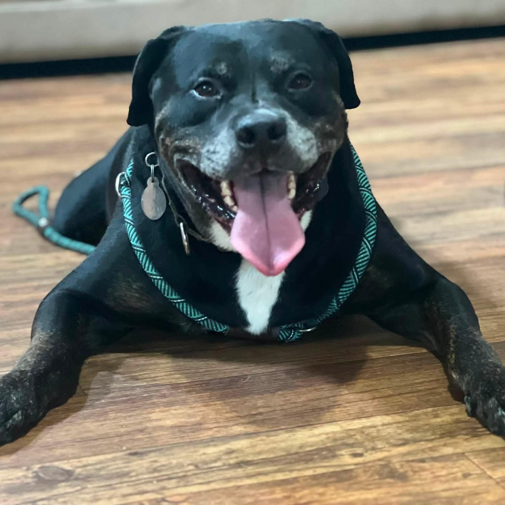 Boyers, an adoptable mixed breed in Phoenixville, PA image 3/6