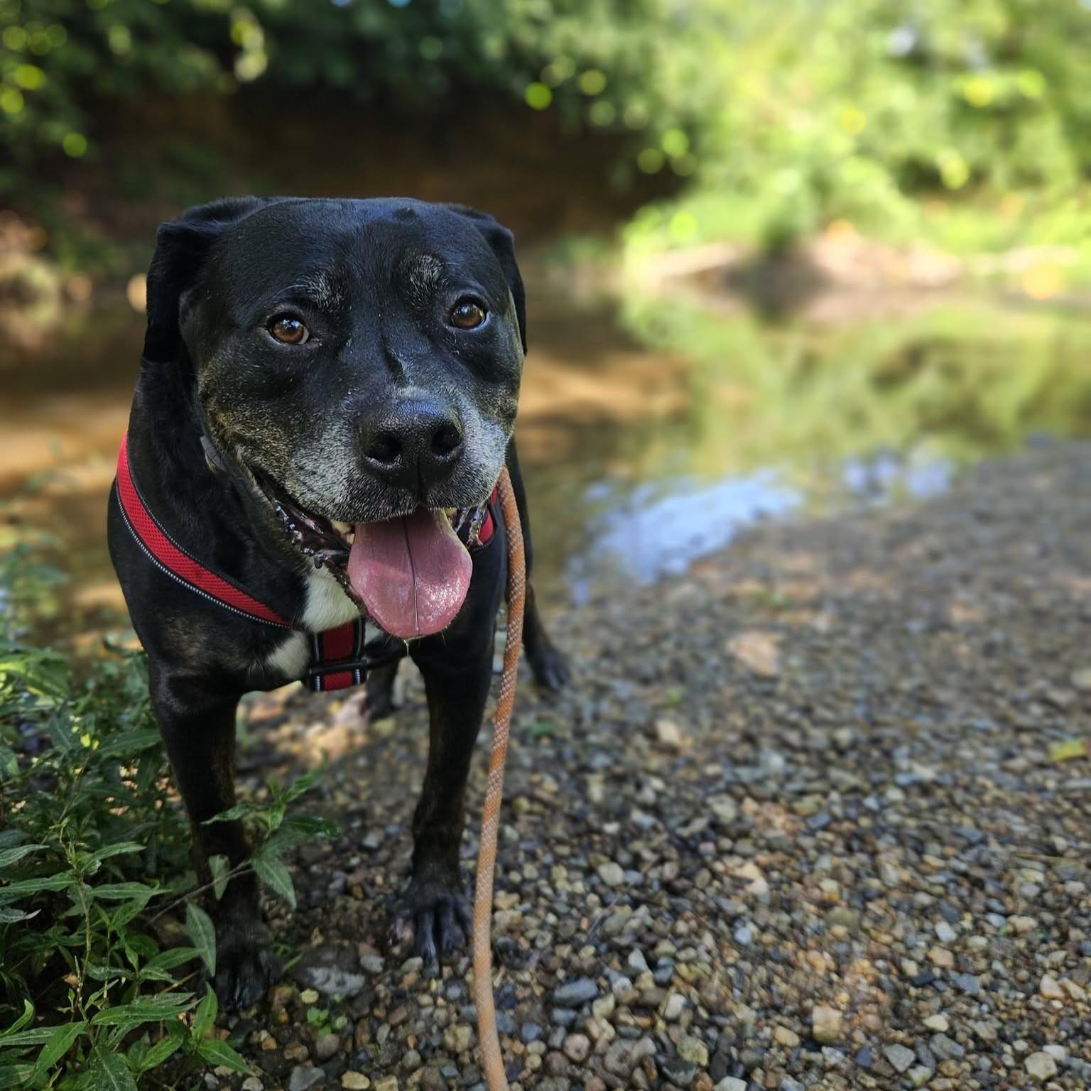 Boyers, an adoptable mixed breed in Phoenixville, PA image 2/6
