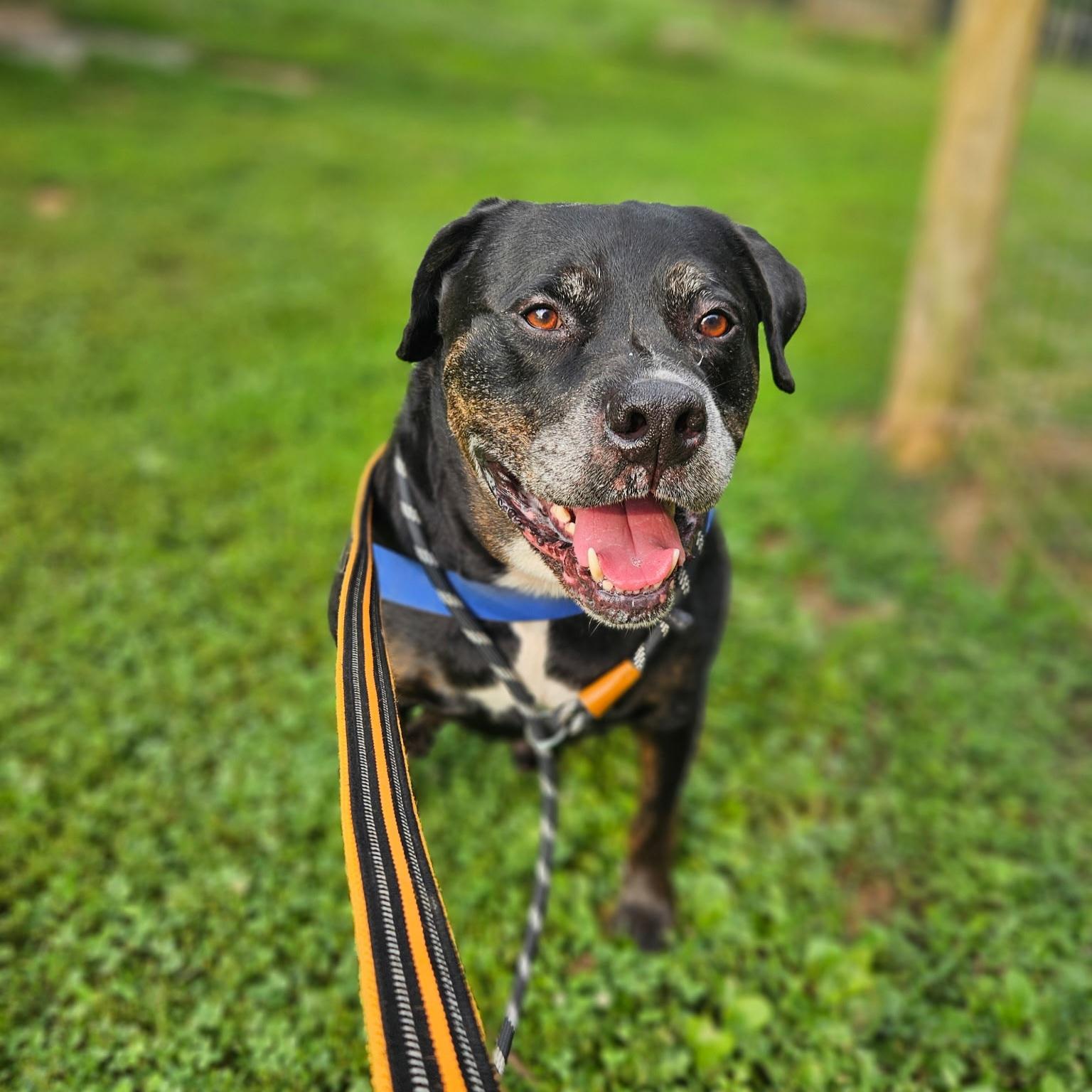 Boyers, adoptable, Adult Male Rottweiler & Pit Bull Terrier.