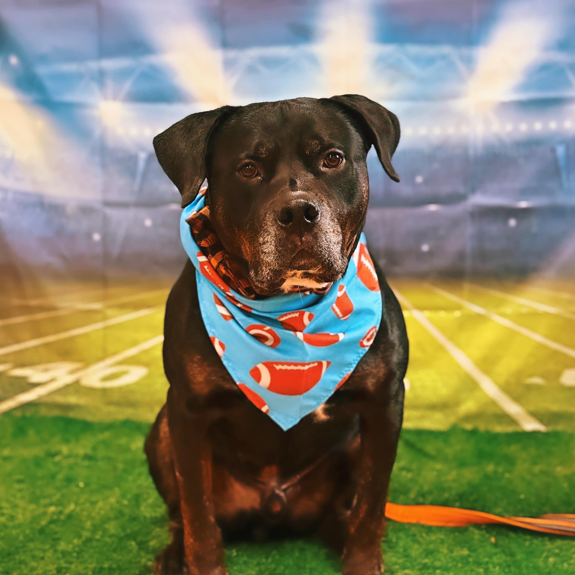 Boyers, an adoptable mixed breed in Phoenixville, PA image 4/6