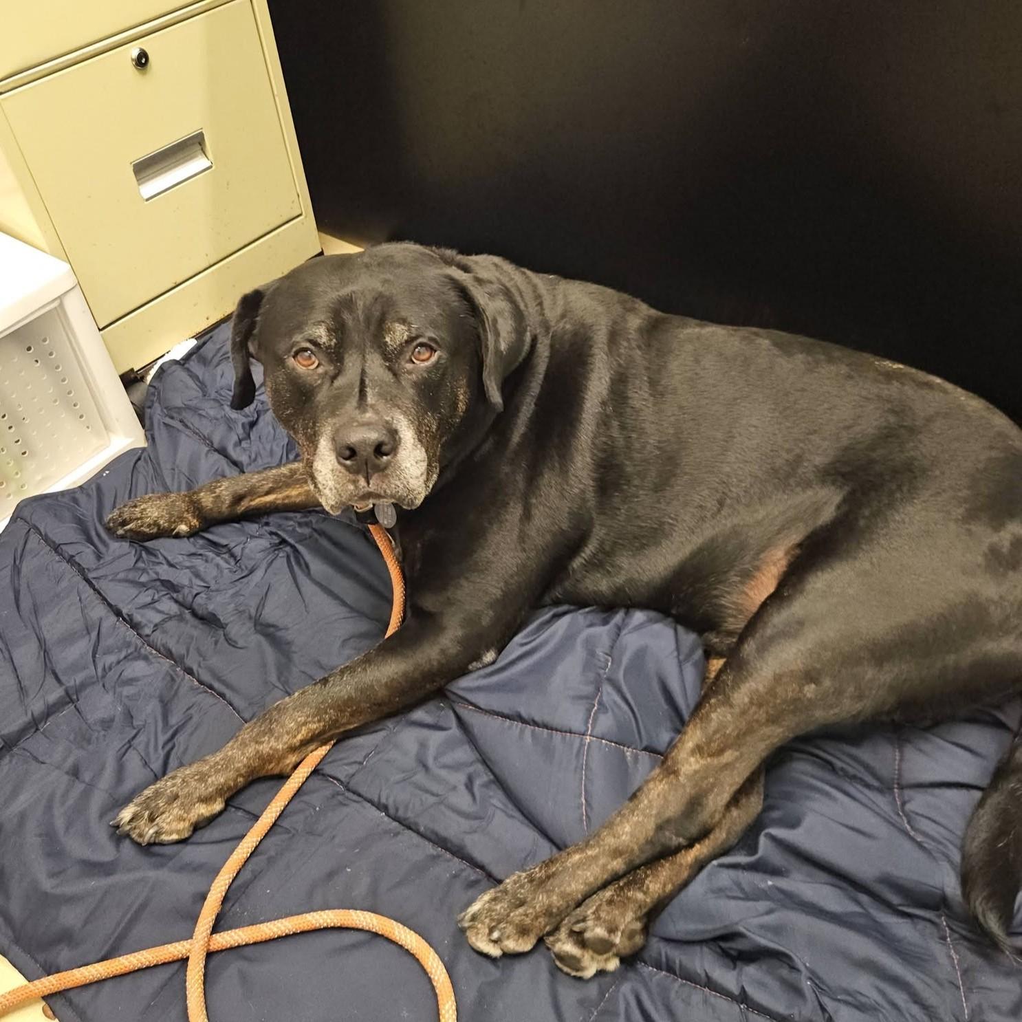 Boyers, an adoptable mixed breed in Phoenixville, PA image 4/6