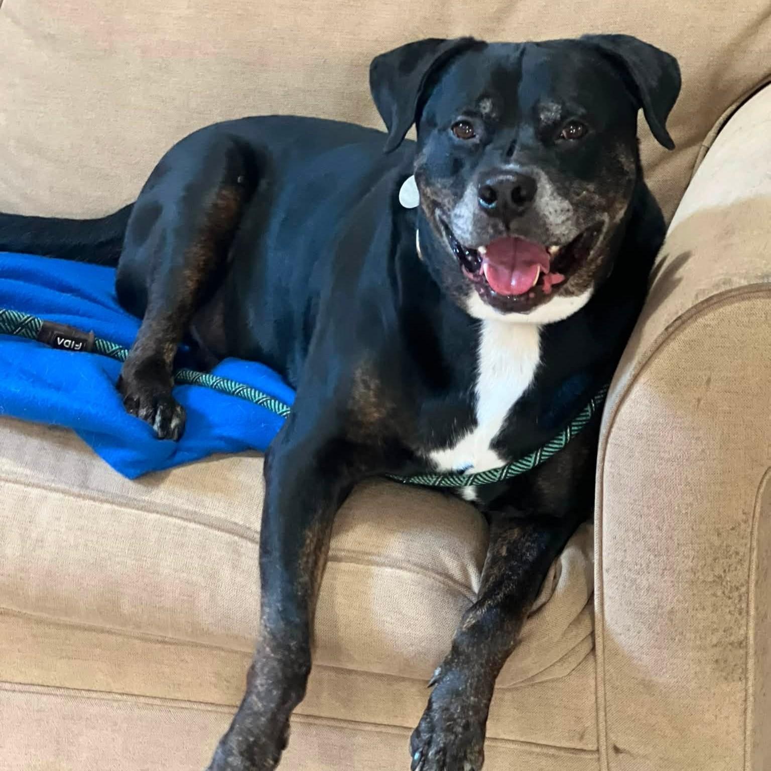 Boyers, an adoptable mixed breed in Phoenixville, PA image 1/6
