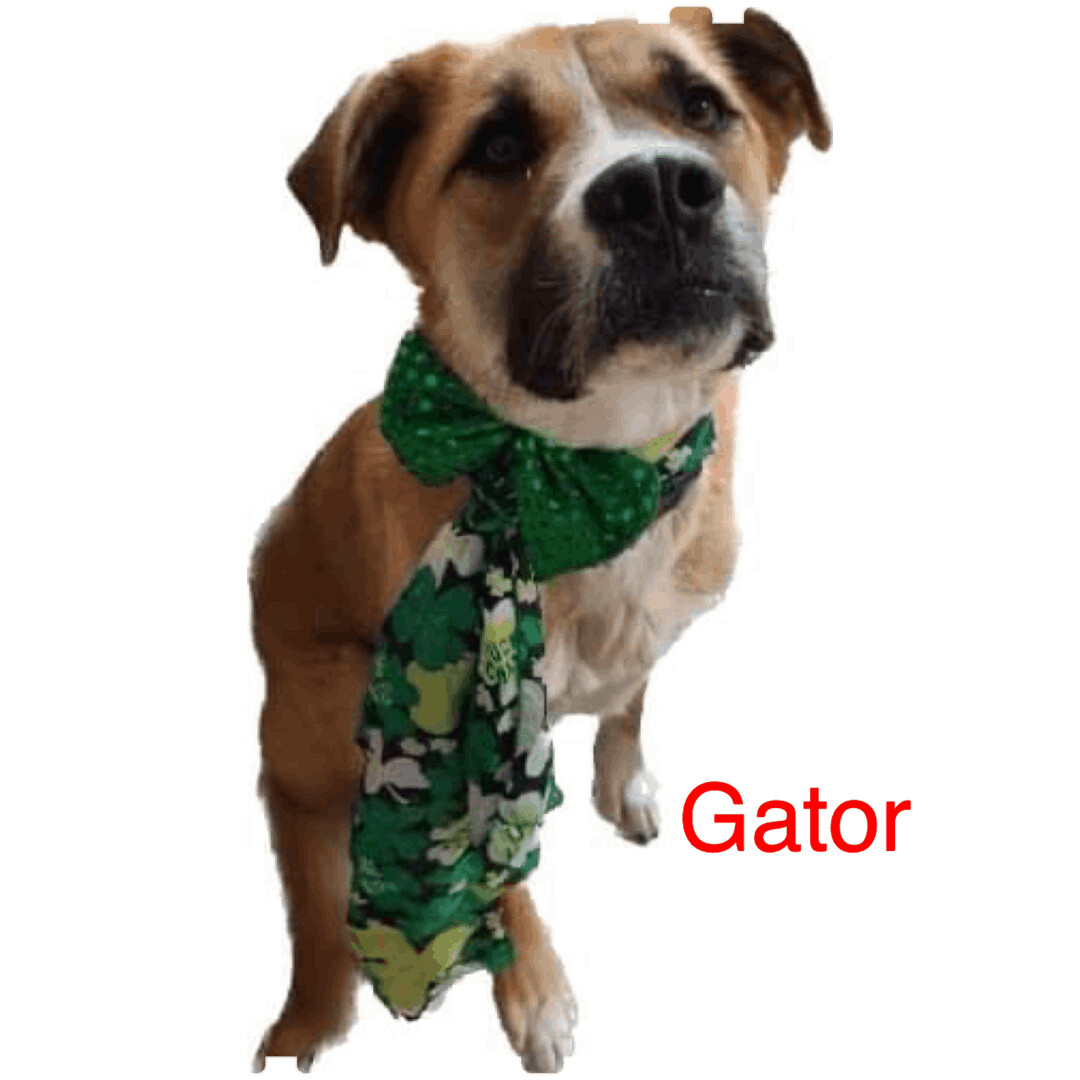 Dog for adoption Gator, a Pit Bull Terrier Mix in Richmond, VA