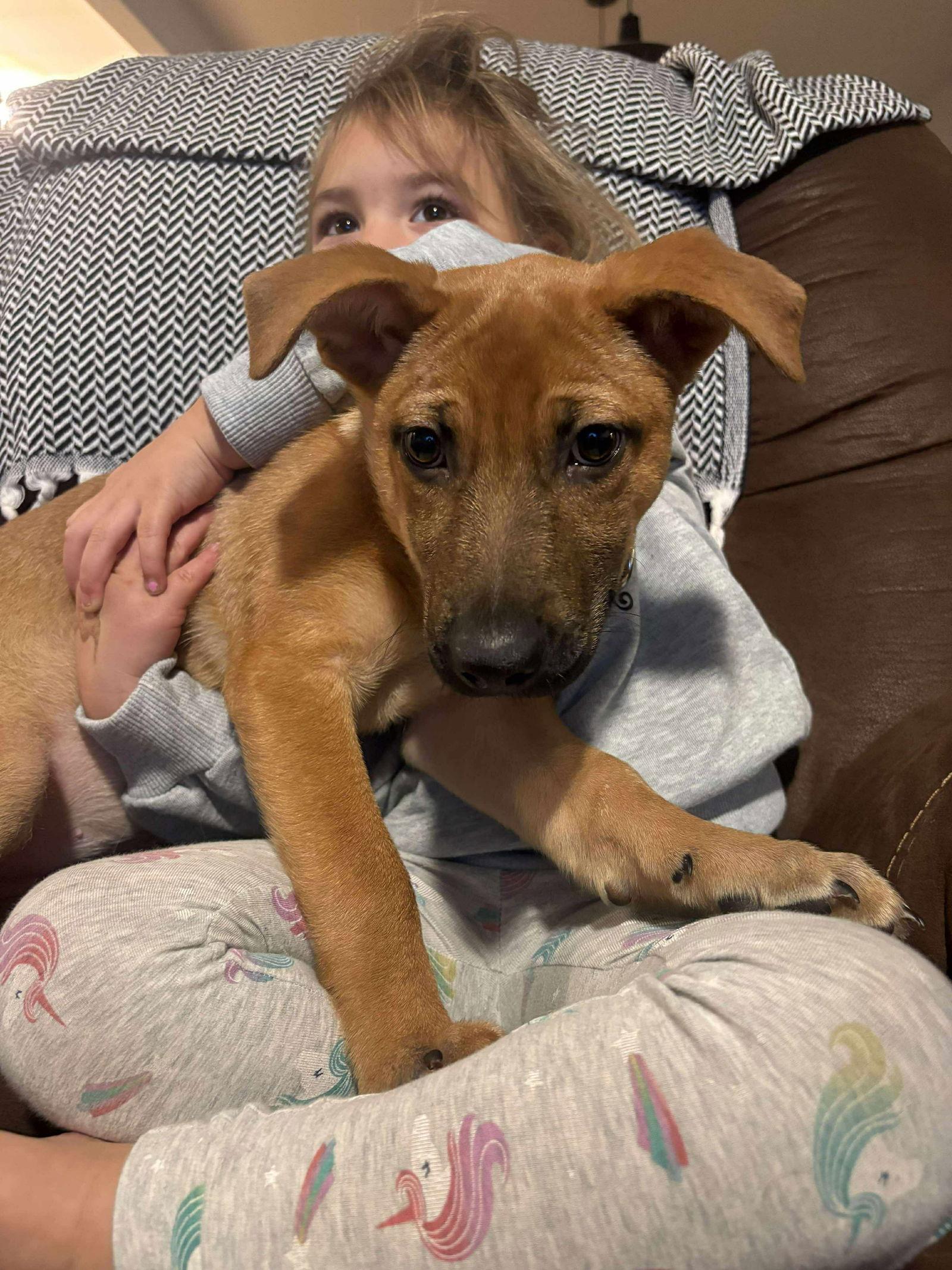 VALENCIA, Adoptable, Puppy Female German Shepherd Dog.