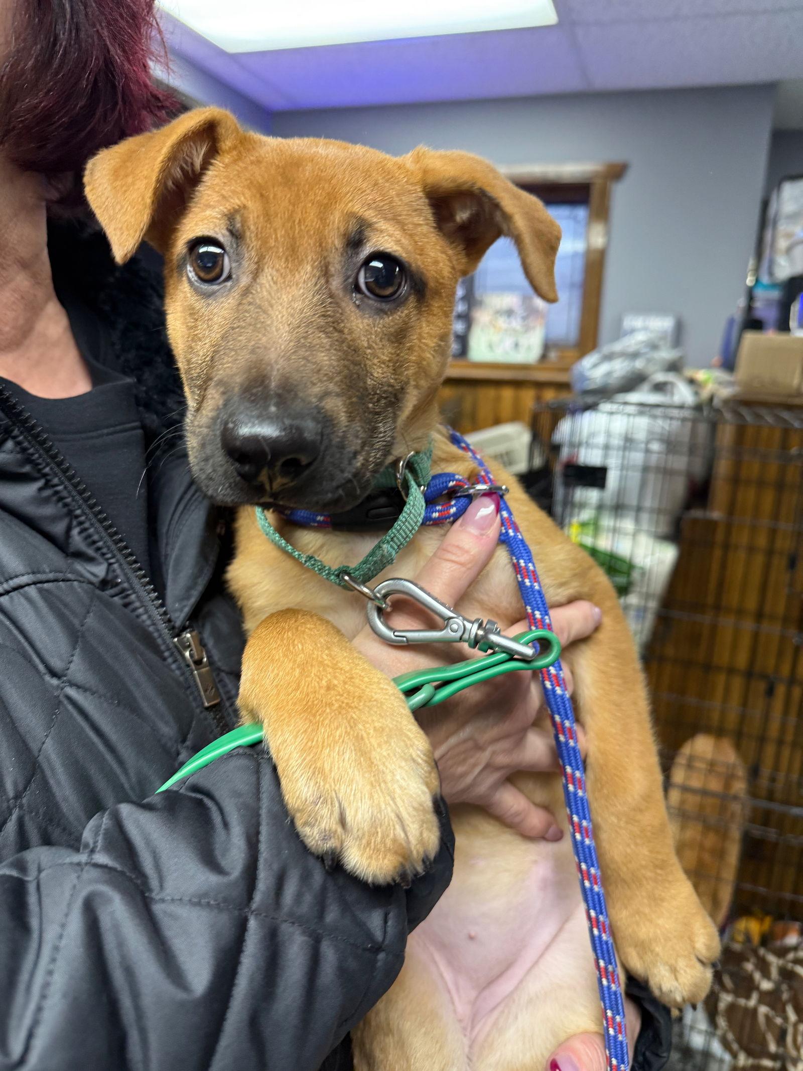 VALENCIA, a Adoptable German Shepherd Dog image 2/3