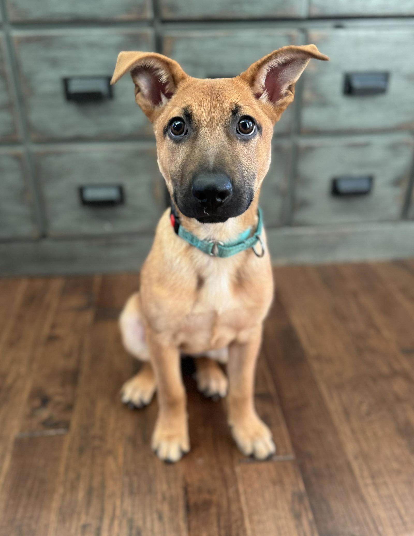 VALENCIA, Adoptable, Puppy Female German Shepherd Dog.