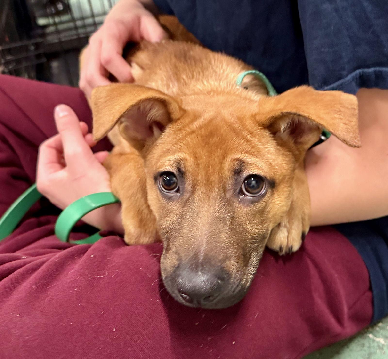 VALENCIA, a Adoptable German Shepherd Dog image 3/3