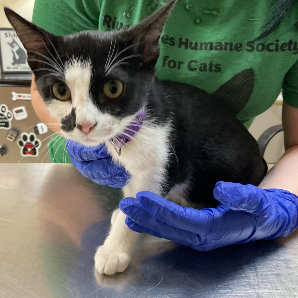 Enlarge Ghost, a Adoptable Domestic Short Hair in Monroe, LA image 1/1