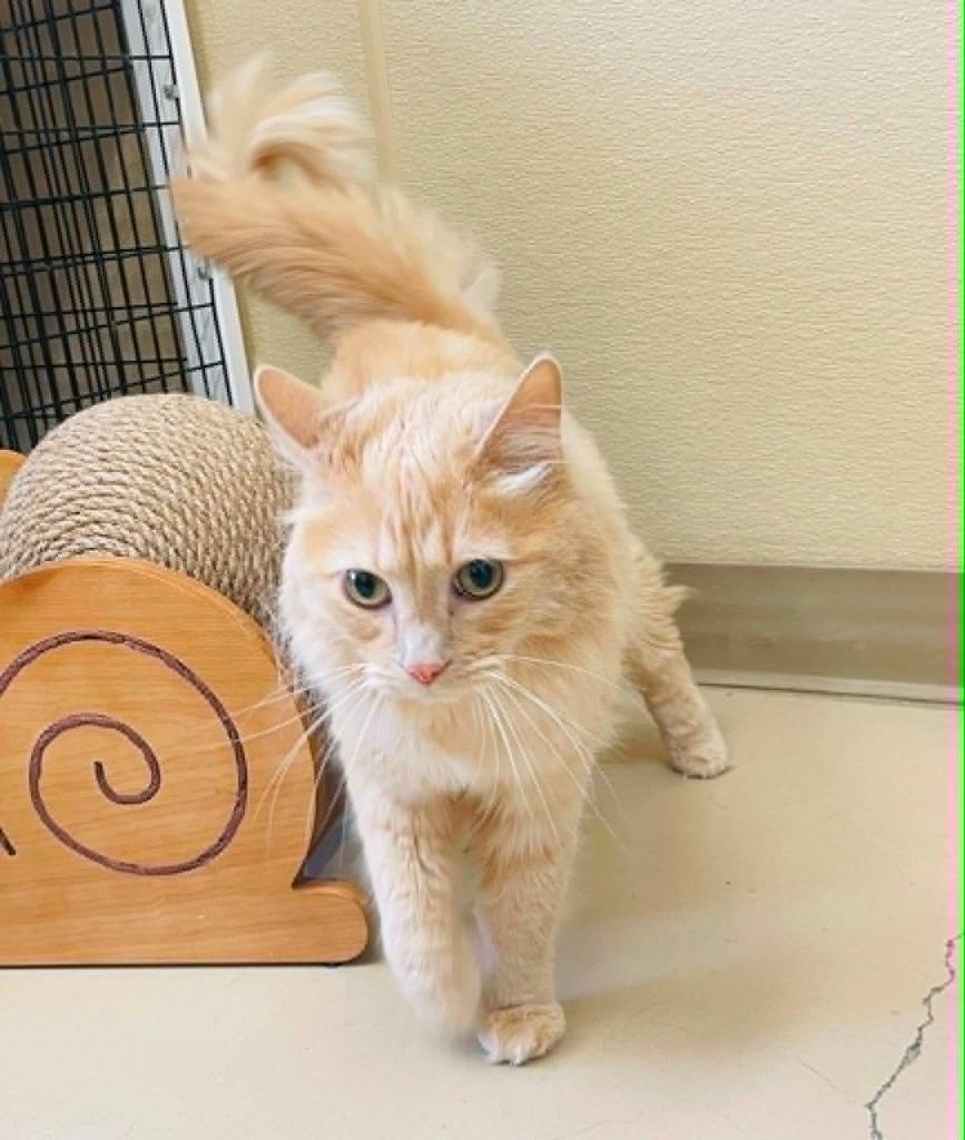Charlie, a Adoptable mixed breed in Green River, WY image 2/6