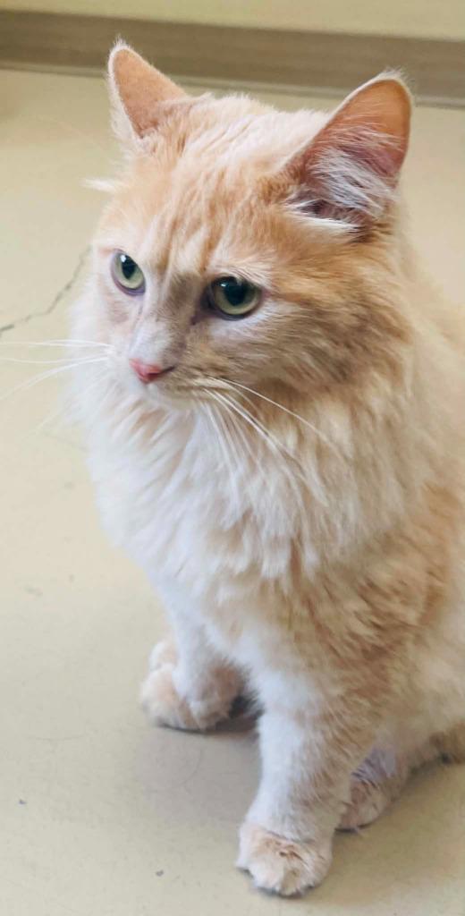 Charlie, a Adoptable mixed breed in Green River, WY image 4/6