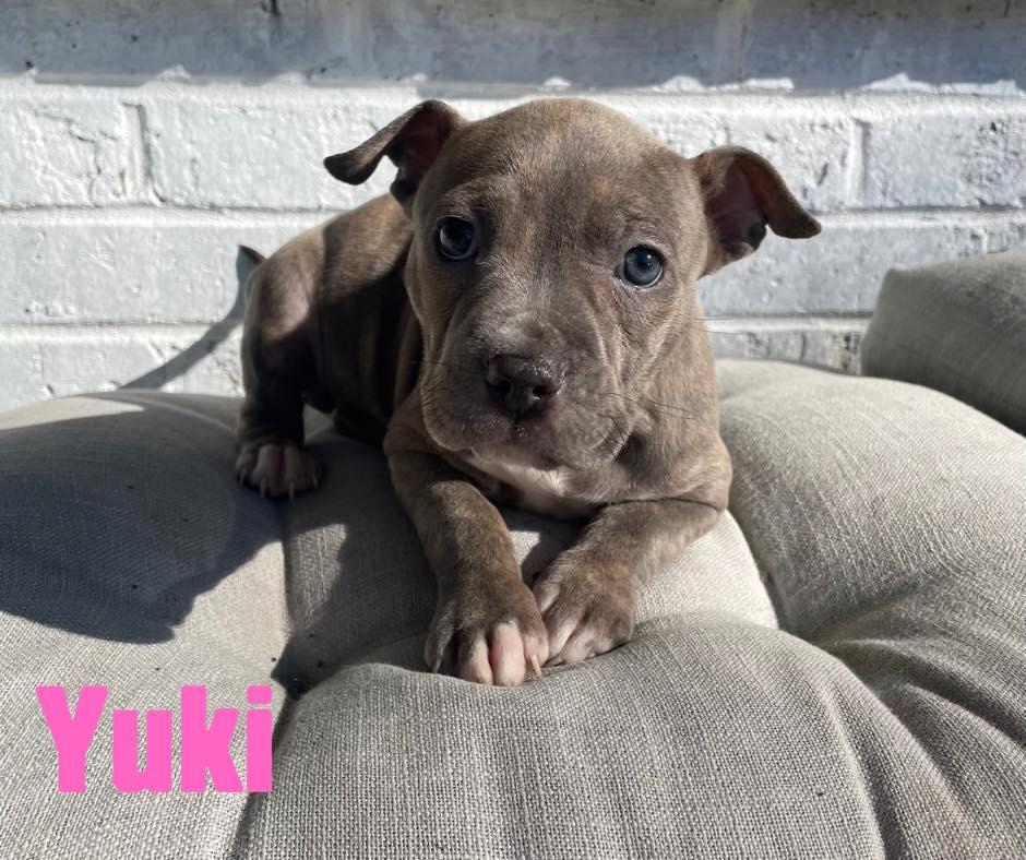 Yuki, adopted, Puppy Female American Bully.
