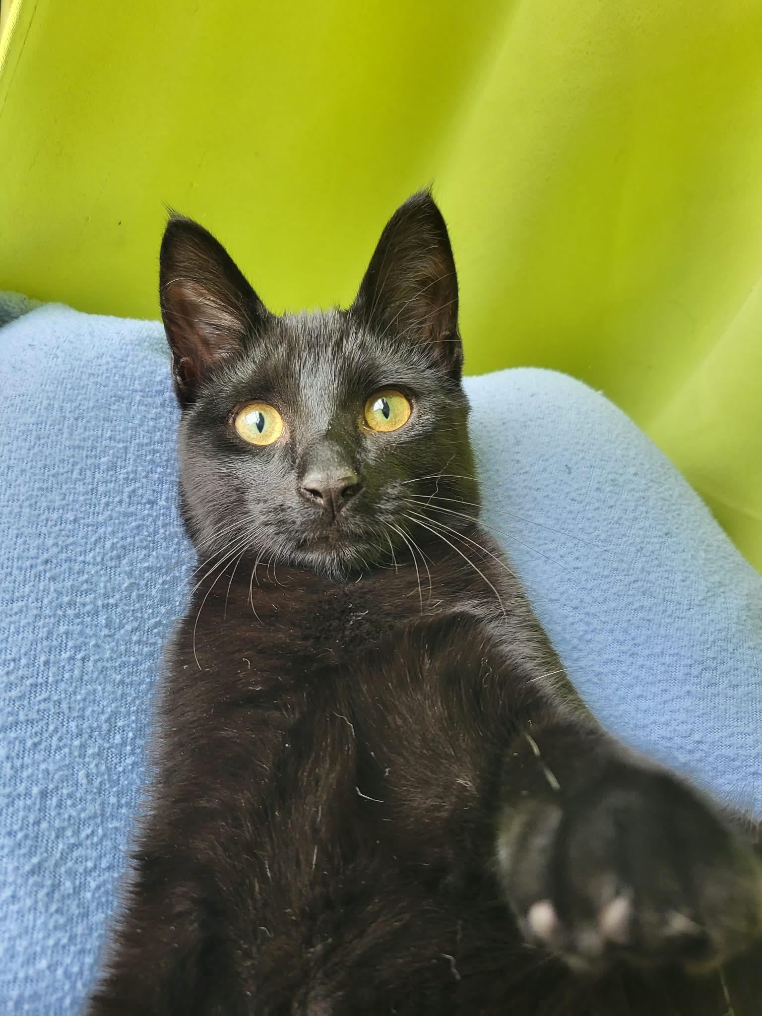 Parade, Adopted, Young Male Domestic Short Hair.