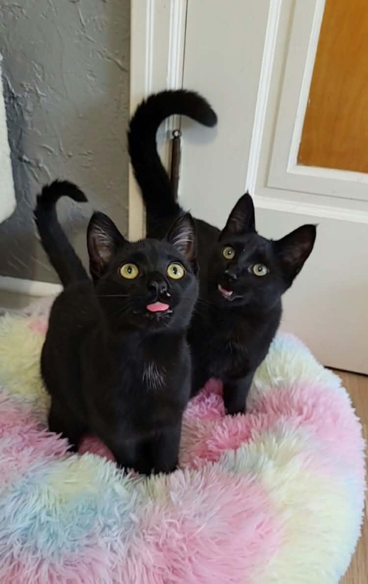 Enlarge Parade, a Adopted Domestic Short Hair in Milwaukee, WI image 5/6