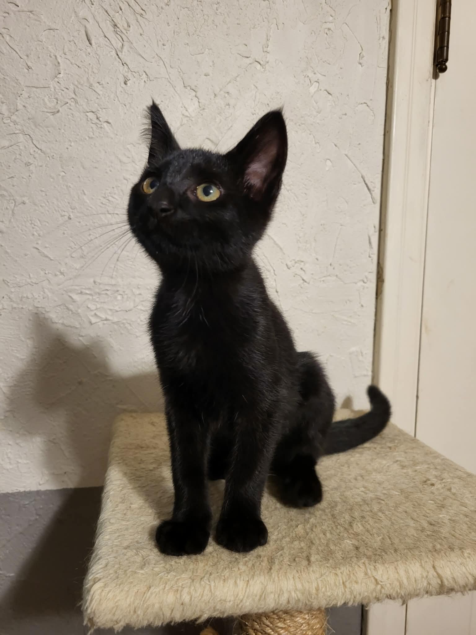 Enlarge Parade, a Adopted Domestic Short Hair in Milwaukee, WI image 4/6