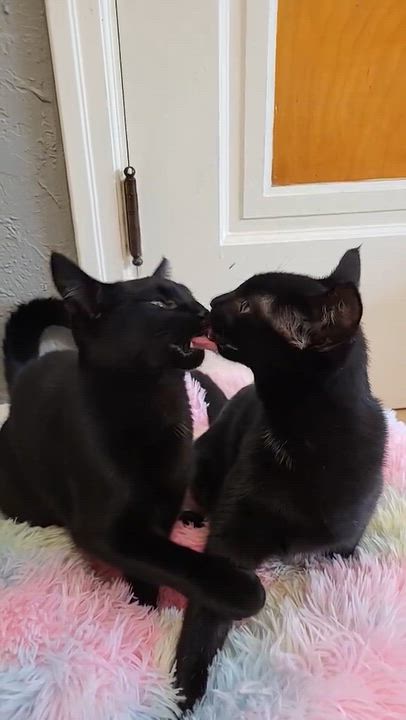 Enlarge Parade, a Adopted Domestic Short Hair in Milwaukee, WI video 6/6
