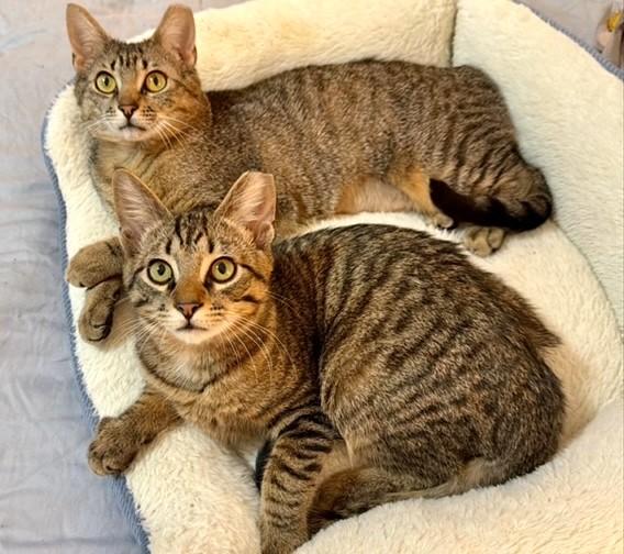 Enlarge Squeaky Bonded with Tiny, a Adoptable Domestic Short Hair in Charlotte, NC image 3/5