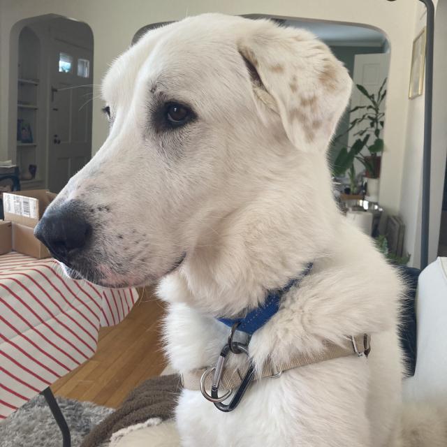 Charlie 1077 2