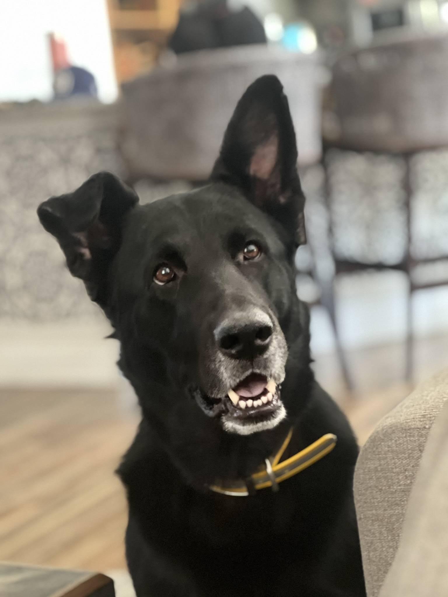 Enlarge Bailey, a ADOPTABLE mixed breed in Las Vegas, NV image 4/4