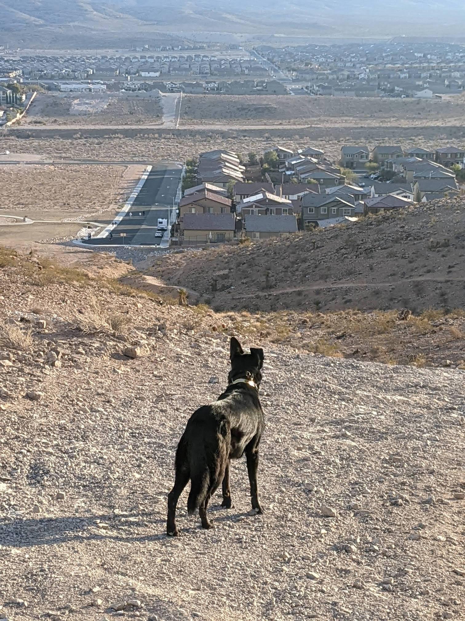 Enlarge Bailey, a ADOPTABLE mixed breed in Las Vegas, NV image 3/4
