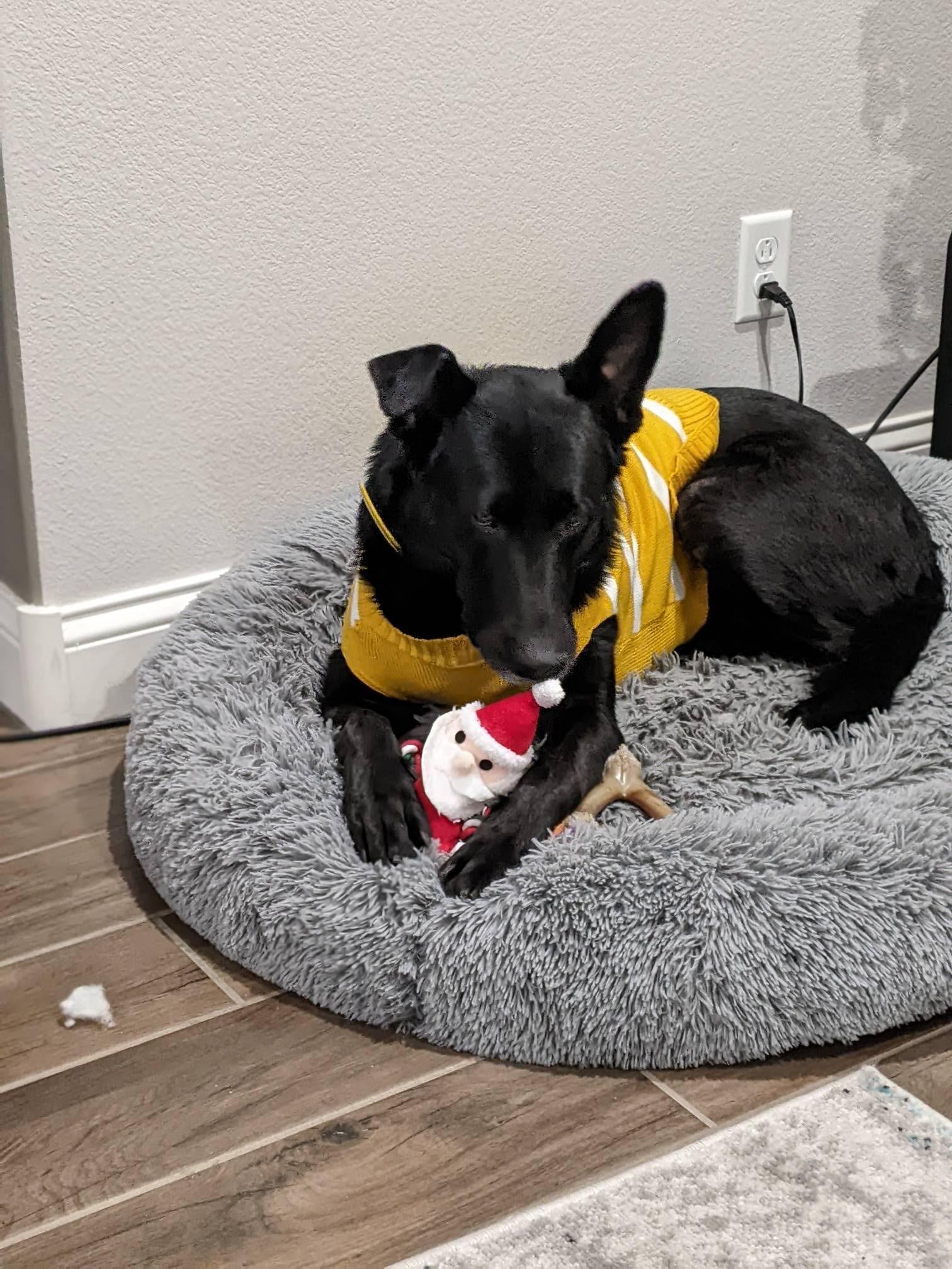 Enlarge Bailey, a ADOPTABLE mixed breed in Las Vegas, NV image 1/4