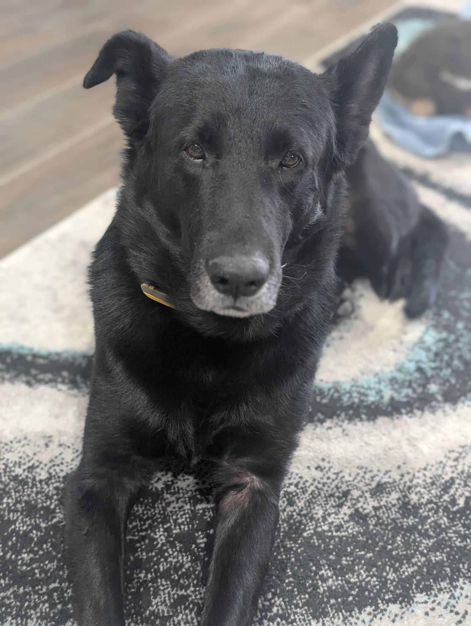 Enlarge Bailey, a ADOPTABLE mixed breed in Las Vegas, NV image 2/4