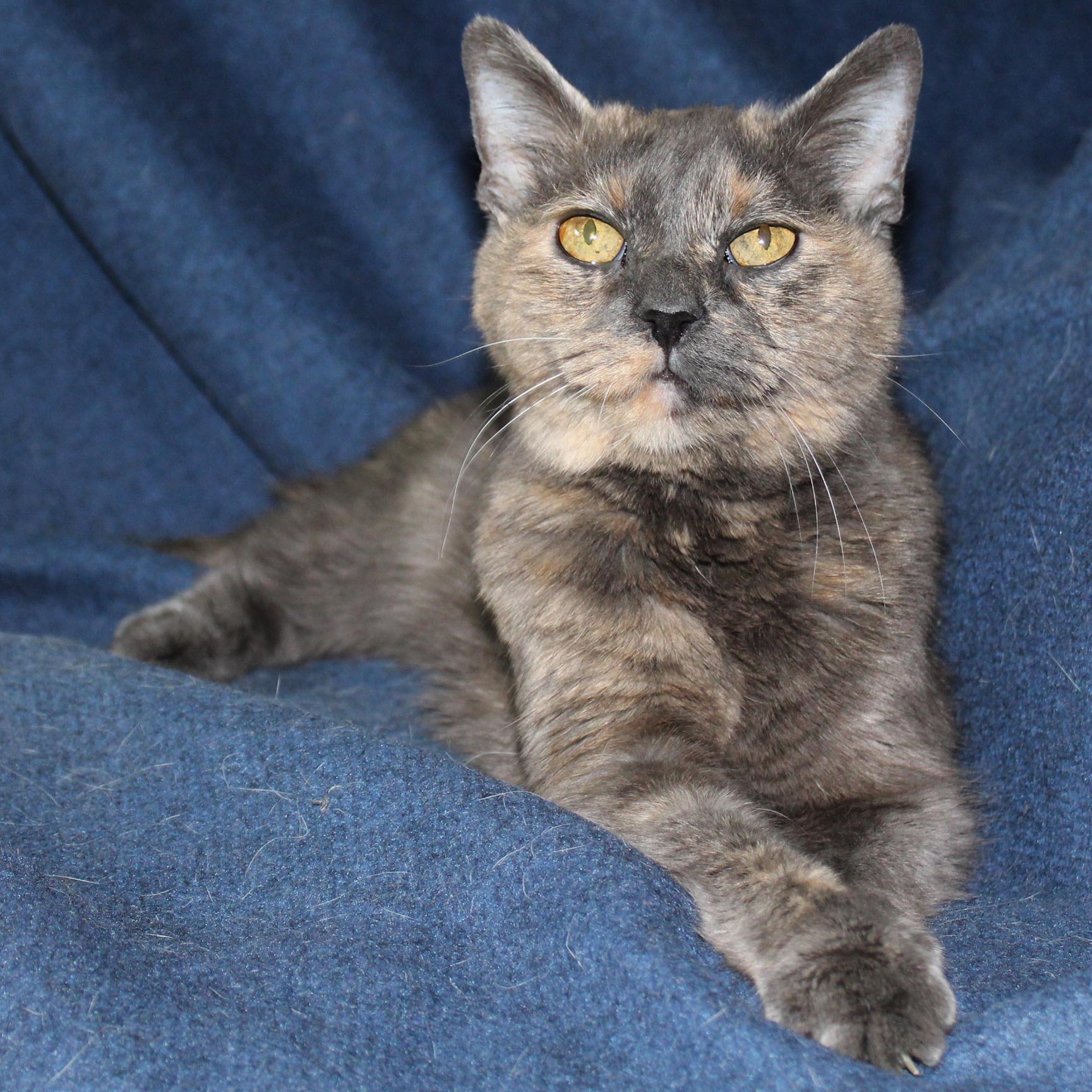 Tanqueray, Senior Female Domestic Short Hair