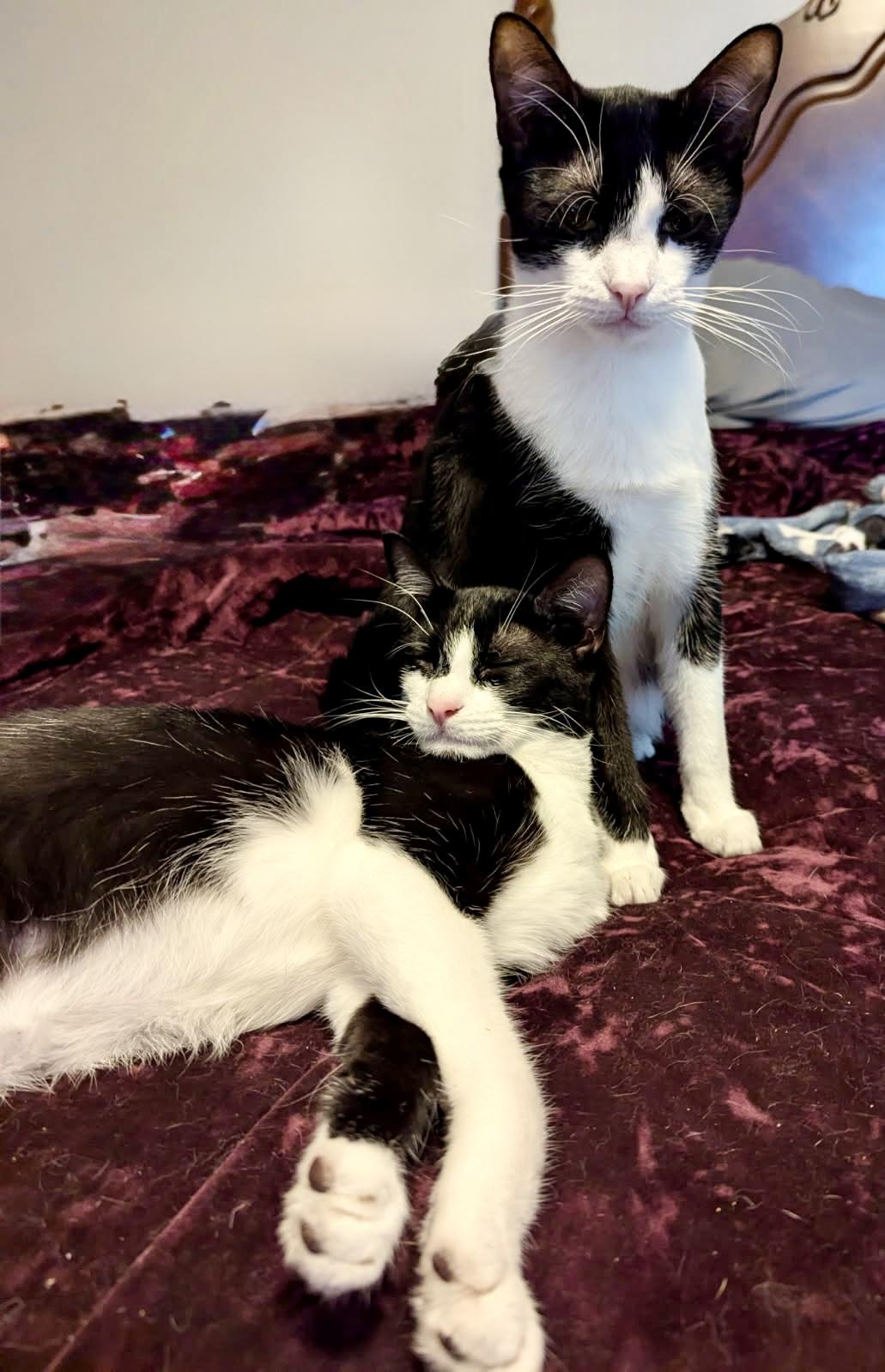 Bonded Brothers, Dudley do Right & Lefty Lemar, Adoptable, Young Male Domestic Short Hair.