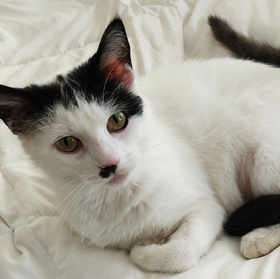 Mutah, an adoptable Domestic Long Hair in Honeoye, NY image 2/2