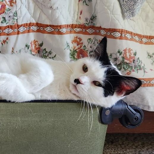 Mutah, an adoptable Domestic Long Hair in Honeoye, NY image 2/3