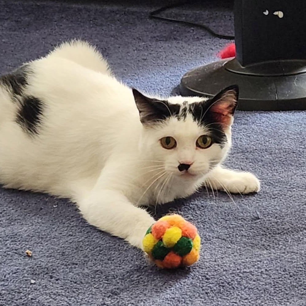 Mutah, adoptable, Adult Female Domestic Long Hair.