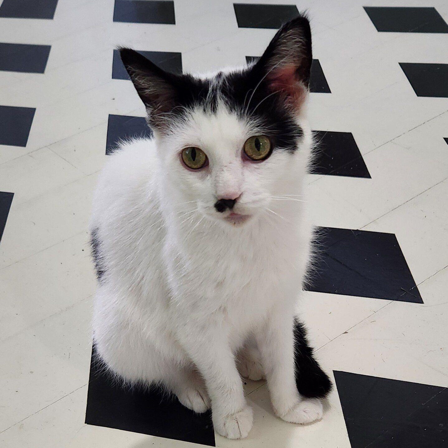 Mutah, adoptable, Adult Female Domestic Long Hair.