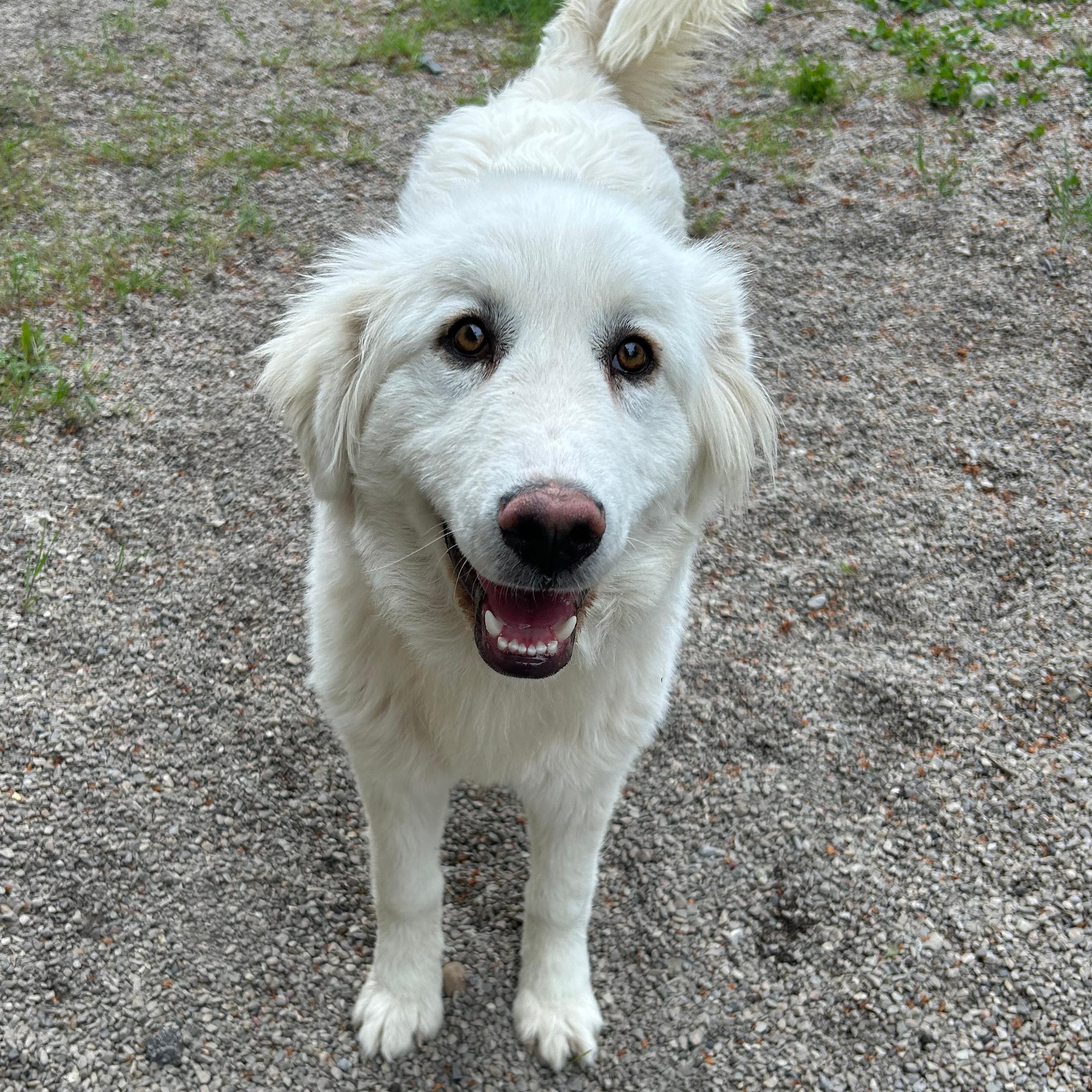 Enlarge Lumi, a ADOPTABLE mixed breed in Lindon, UT image 2/6