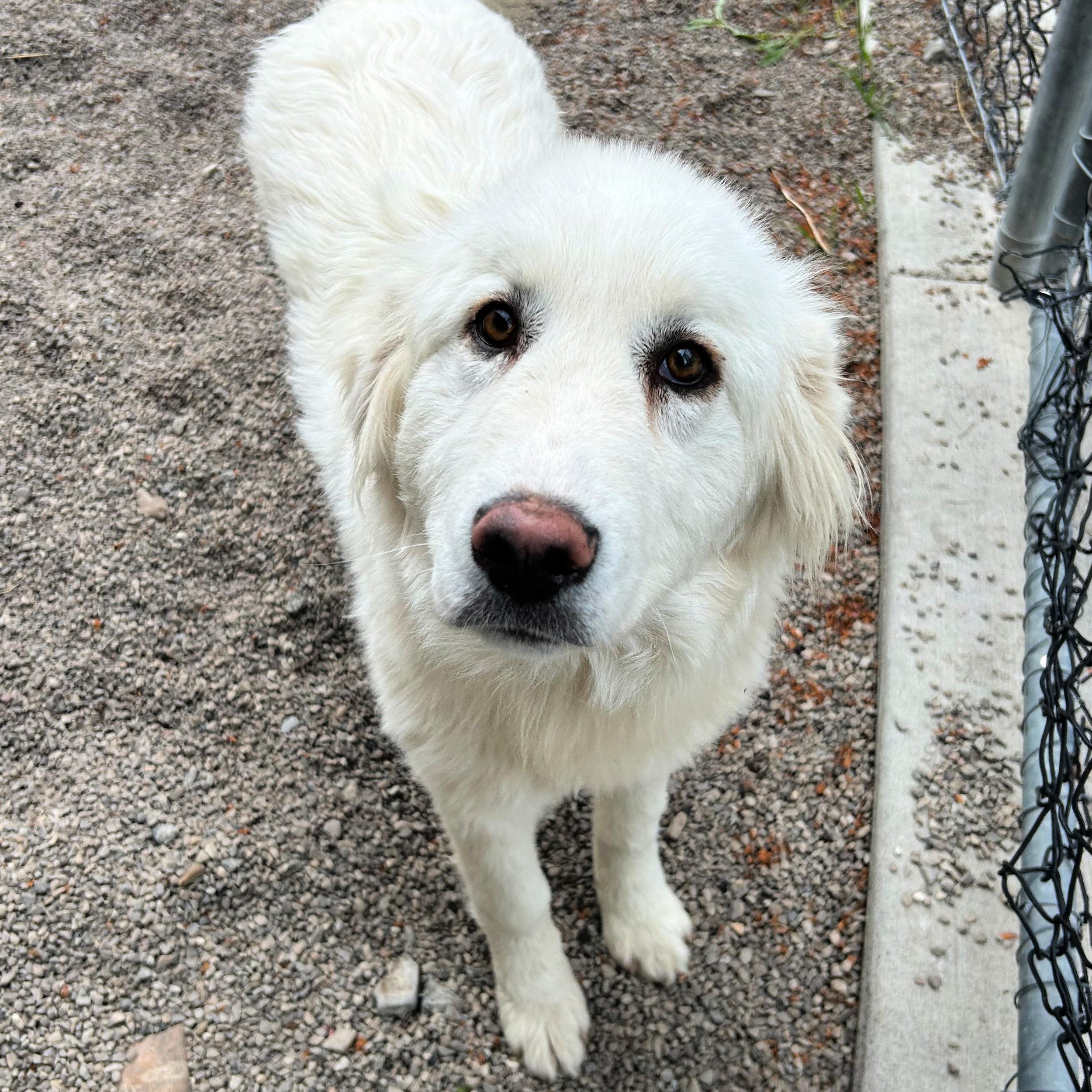 Enlarge Lumi, a ADOPTABLE mixed breed in Lindon, UT image 3/6