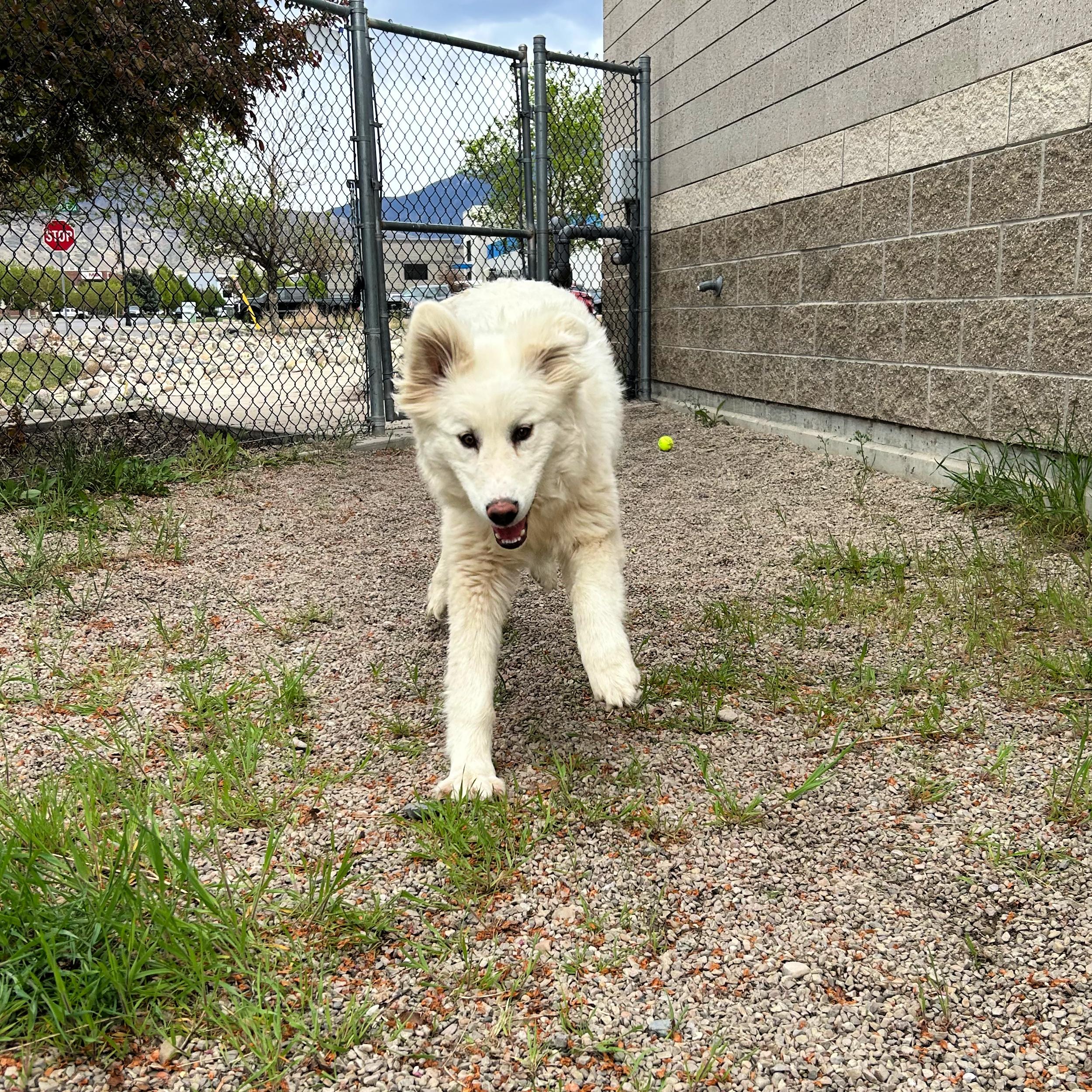 Enlarge Lumi, a ADOPTABLE mixed breed in Lindon, UT image 5/6