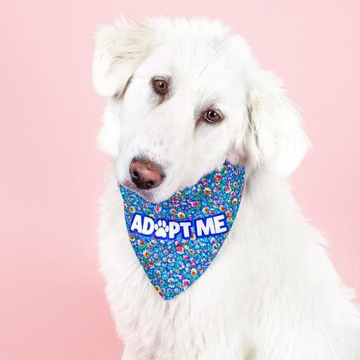 Enlarge Lumi, a ADOPTABLE mixed breed in Lindon, UT image 1/6