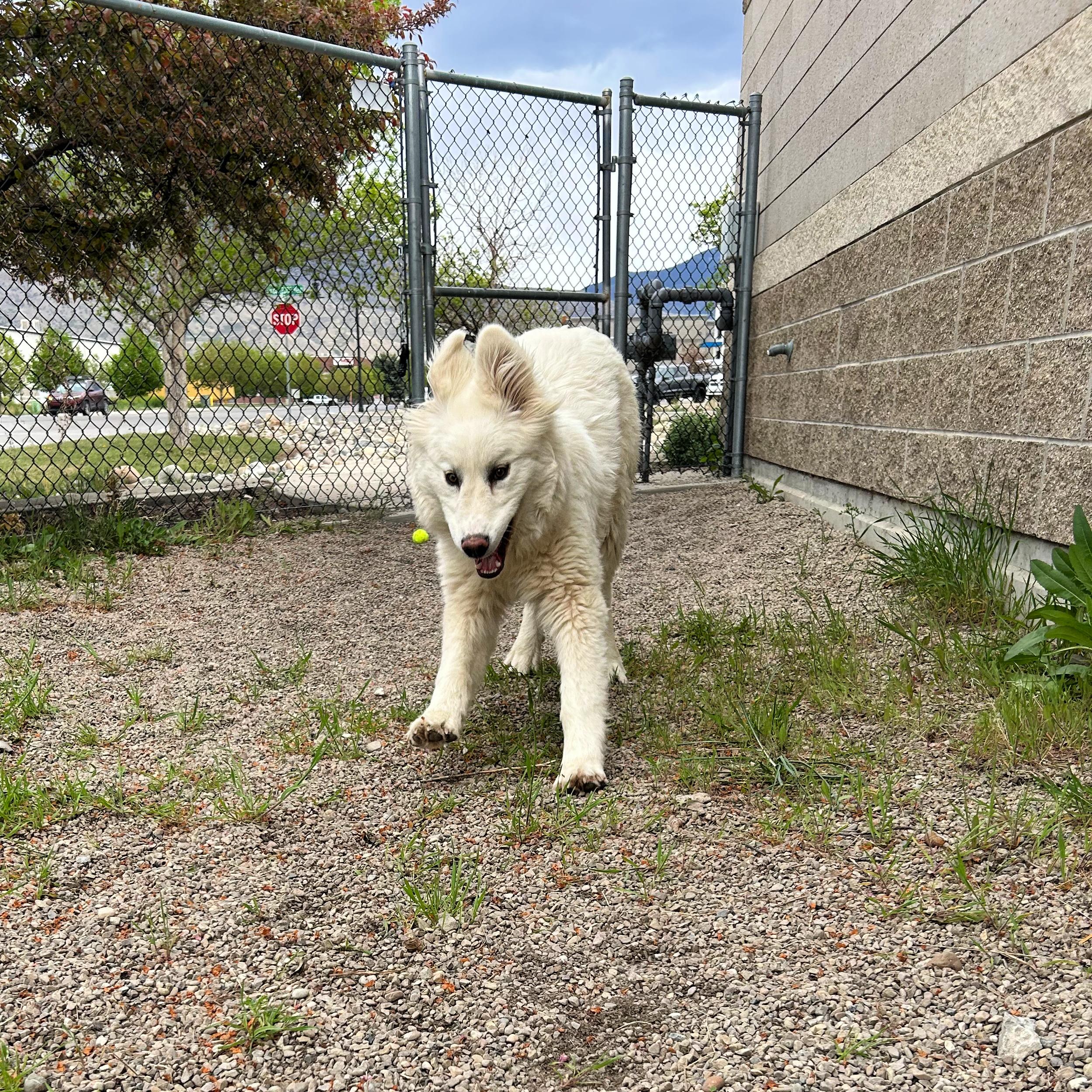 Enlarge Lumi, a ADOPTABLE mixed breed in Lindon, UT image 4/6