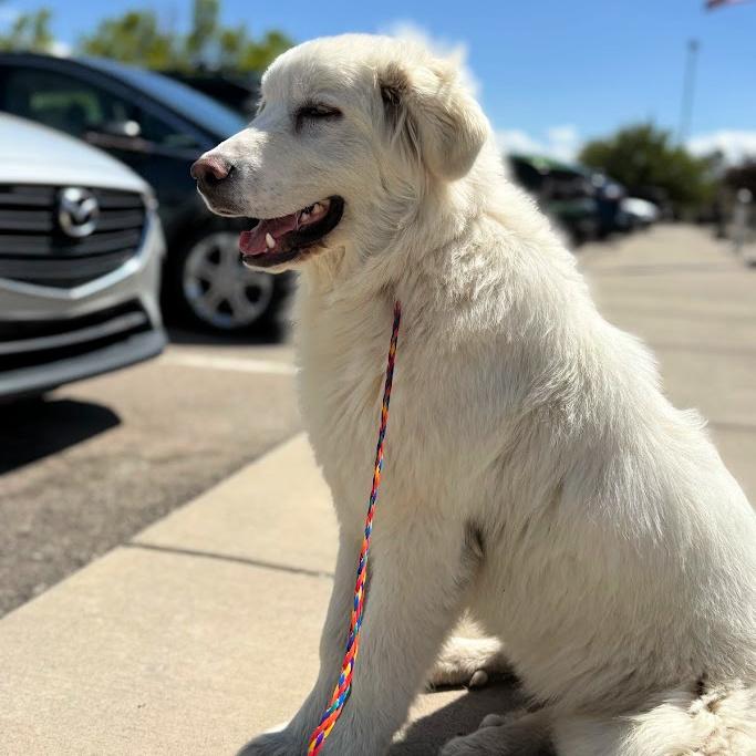 Enlarge Lumi, a ADOPTABLE mixed breed in Lindon, UT image 6/6