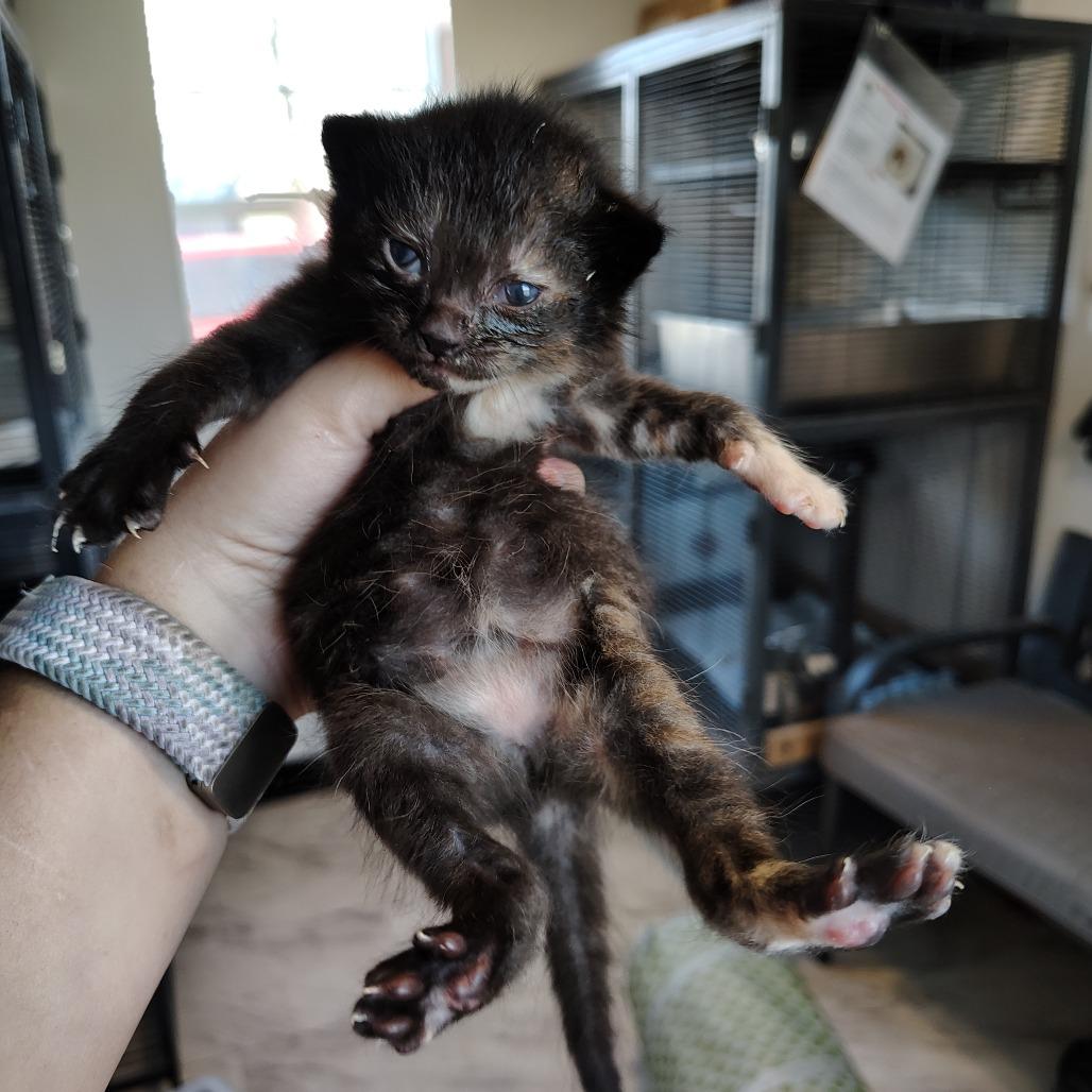 Enlarge Masala, a Adoptable Domestic Short Hair in Osawatomie, KS image 1/2