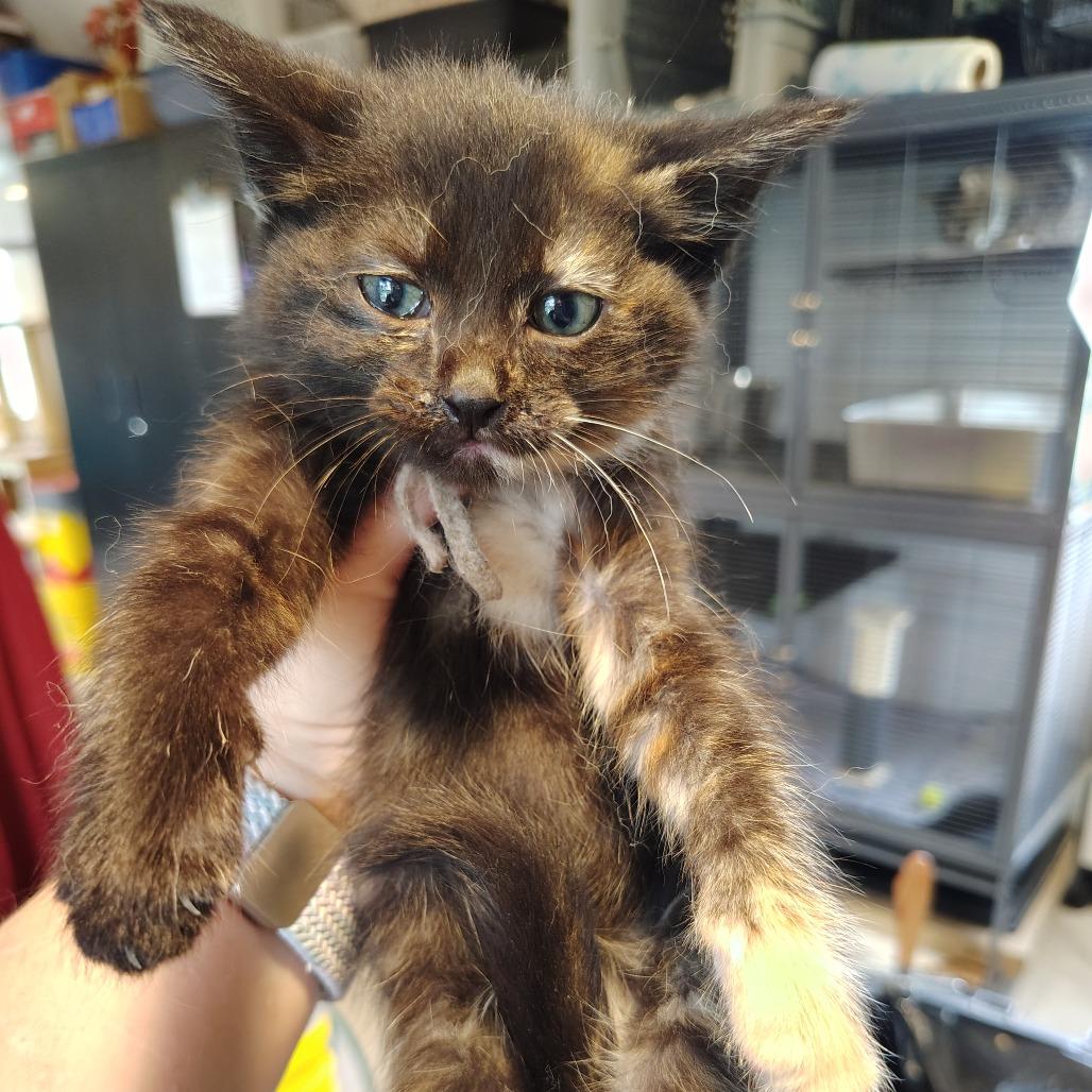 Enlarge Masala, a Adoptable Domestic Short Hair in Osawatomie, KS image 2/2