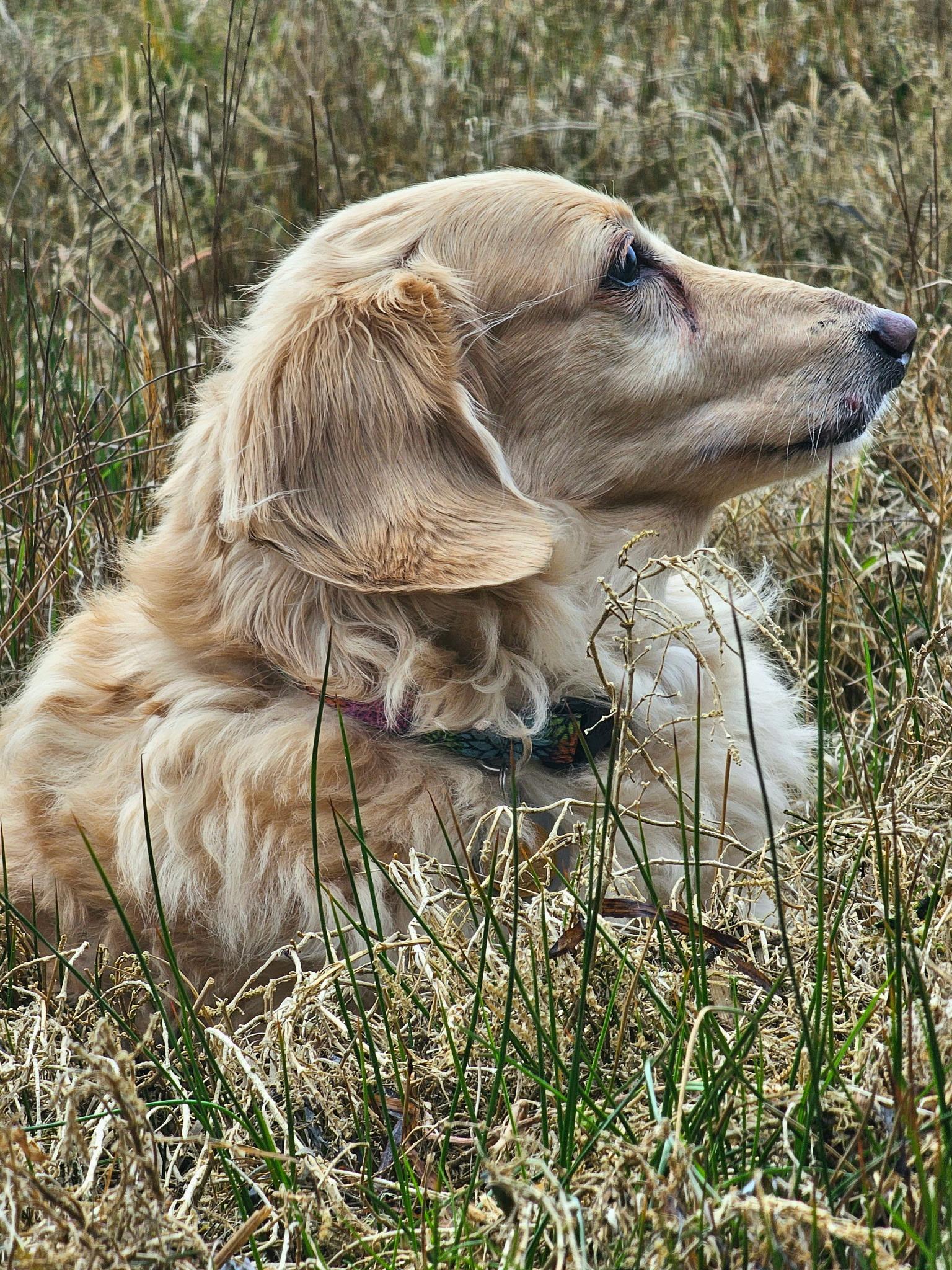 Enlarge Tanner, an adoptable Dachshund in Portland, OR image 1/6