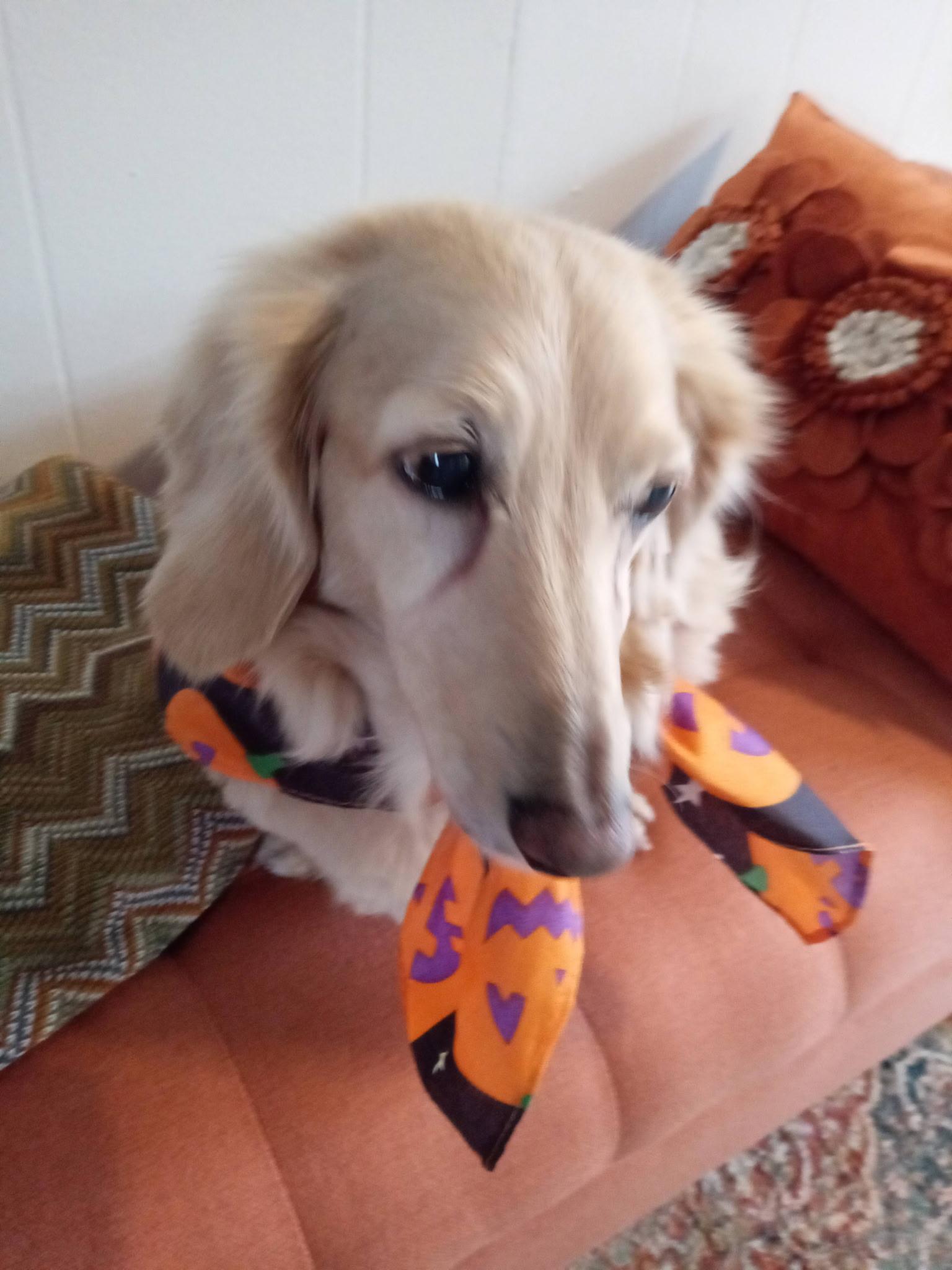 Tanner, adoptable, Senior Male Dachshund.