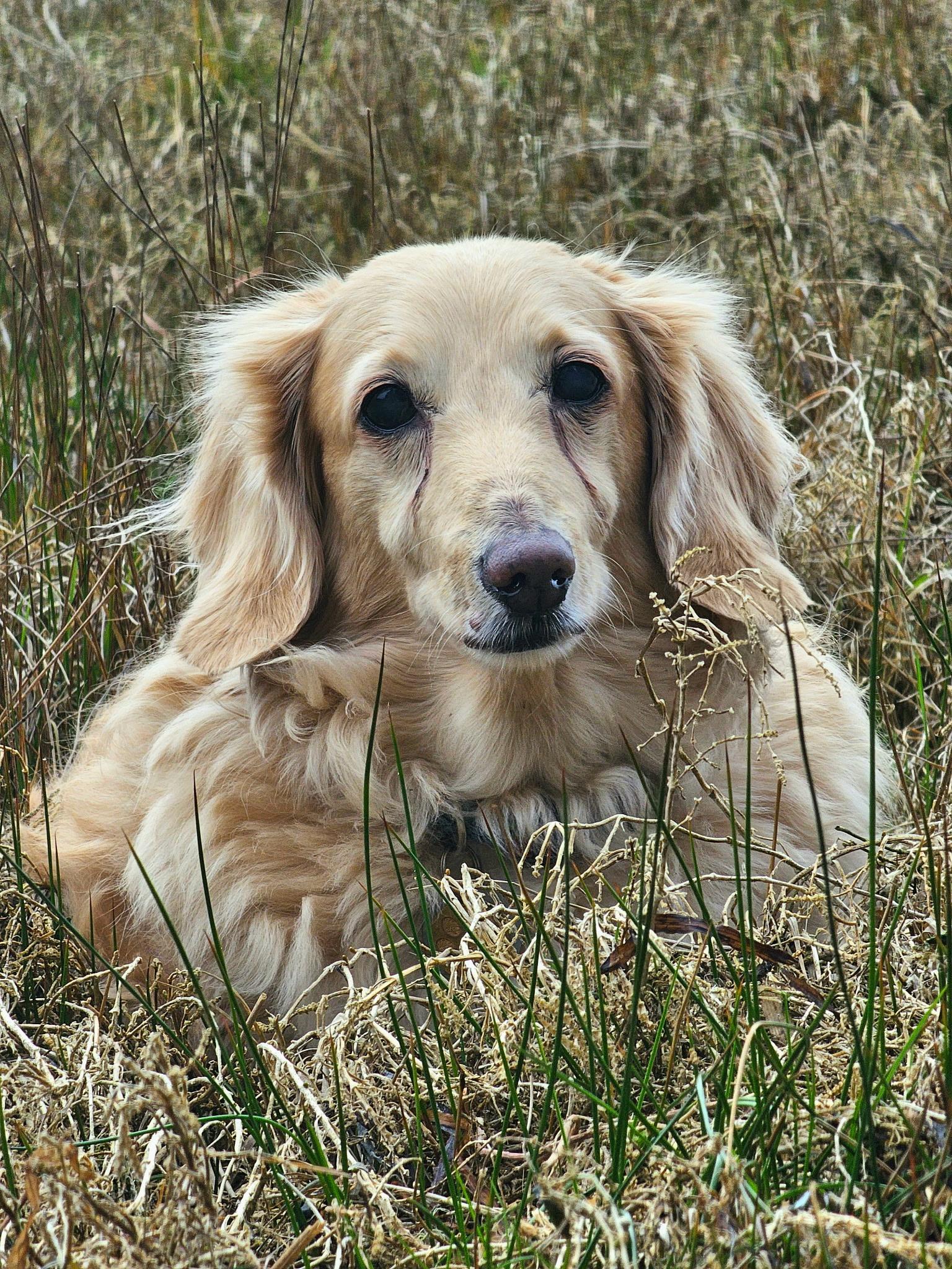 Enlarge Tanner, an adoptable Dachshund in Portland, OR image 3/6