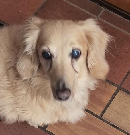 Enlarge Tanner, an adoptable Dachshund in Portland, OR image 4/6