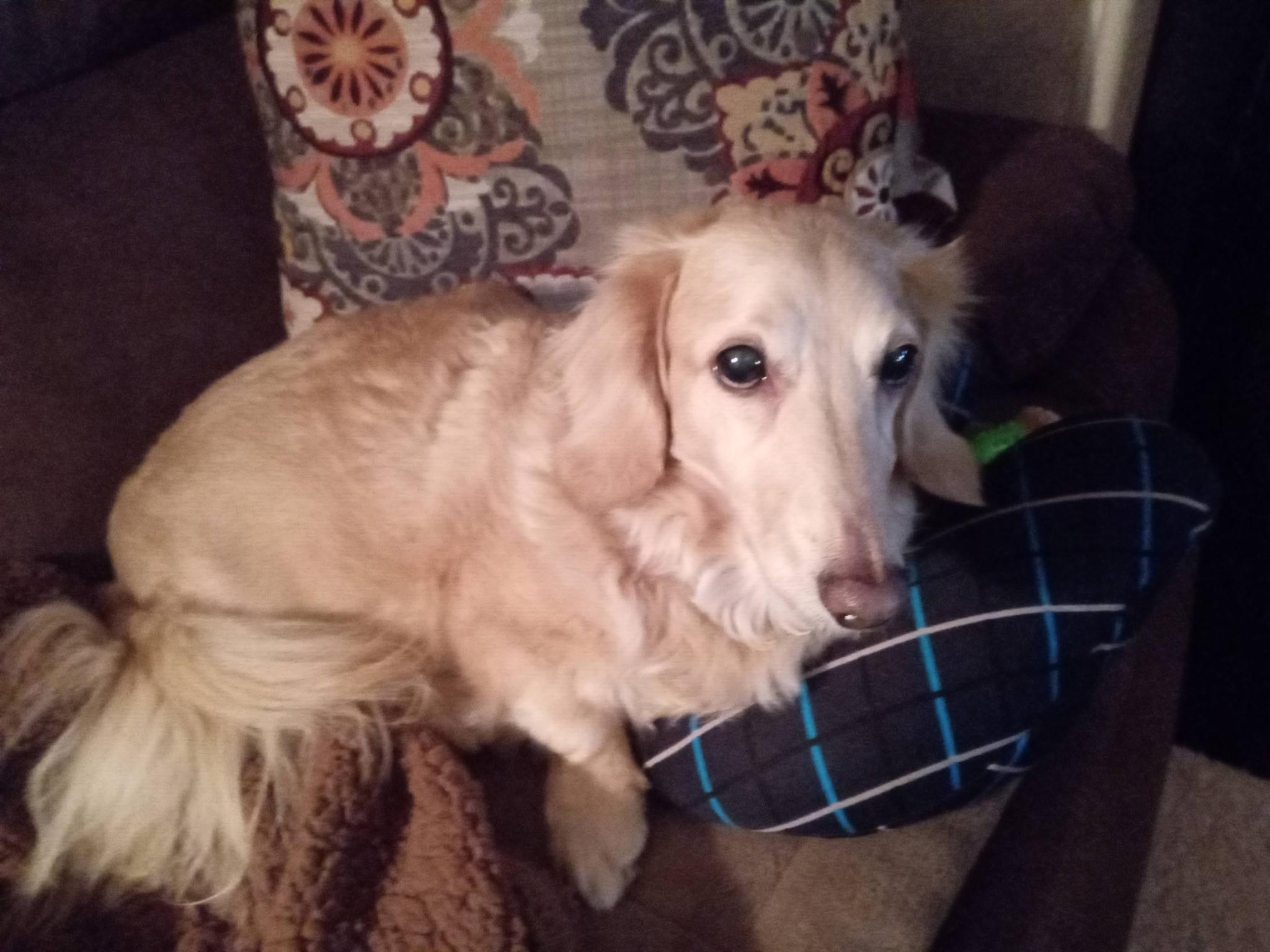 Enlarge Tanner, an adoptable Dachshund in Portland, OR image 5/6