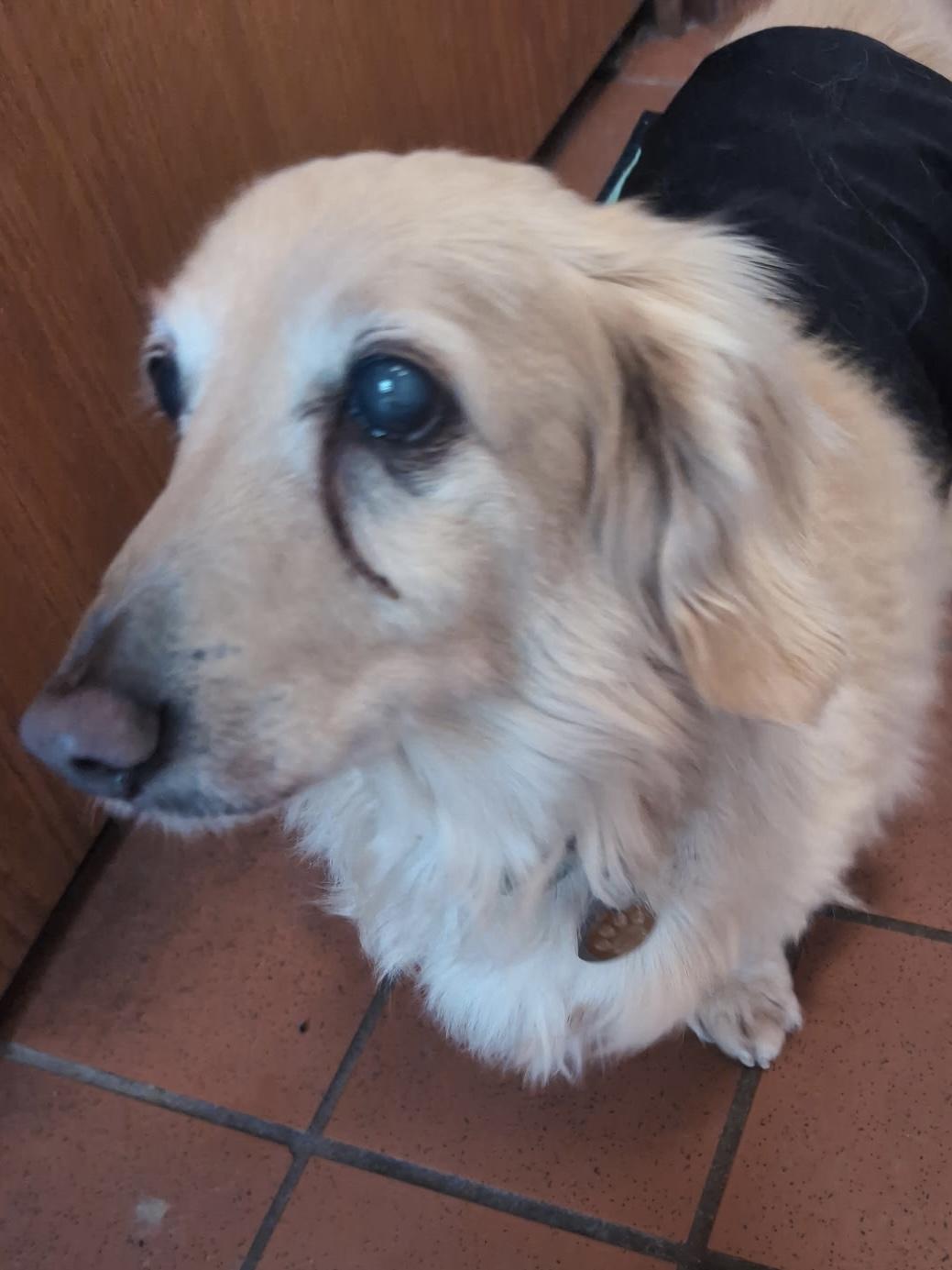 Enlarge Tanner, an adoptable Dachshund in Portland, OR image 6/6