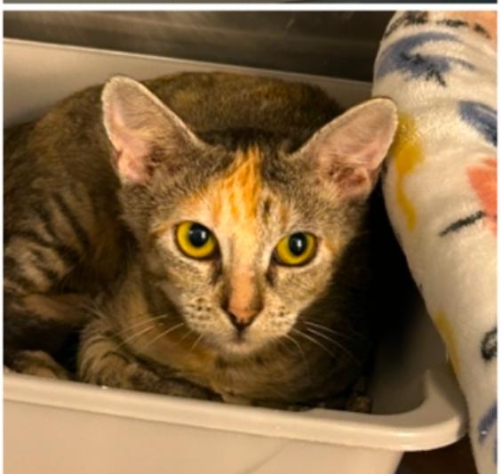 Mishmash, Adoptable, Young Female Domestic Short Hair.