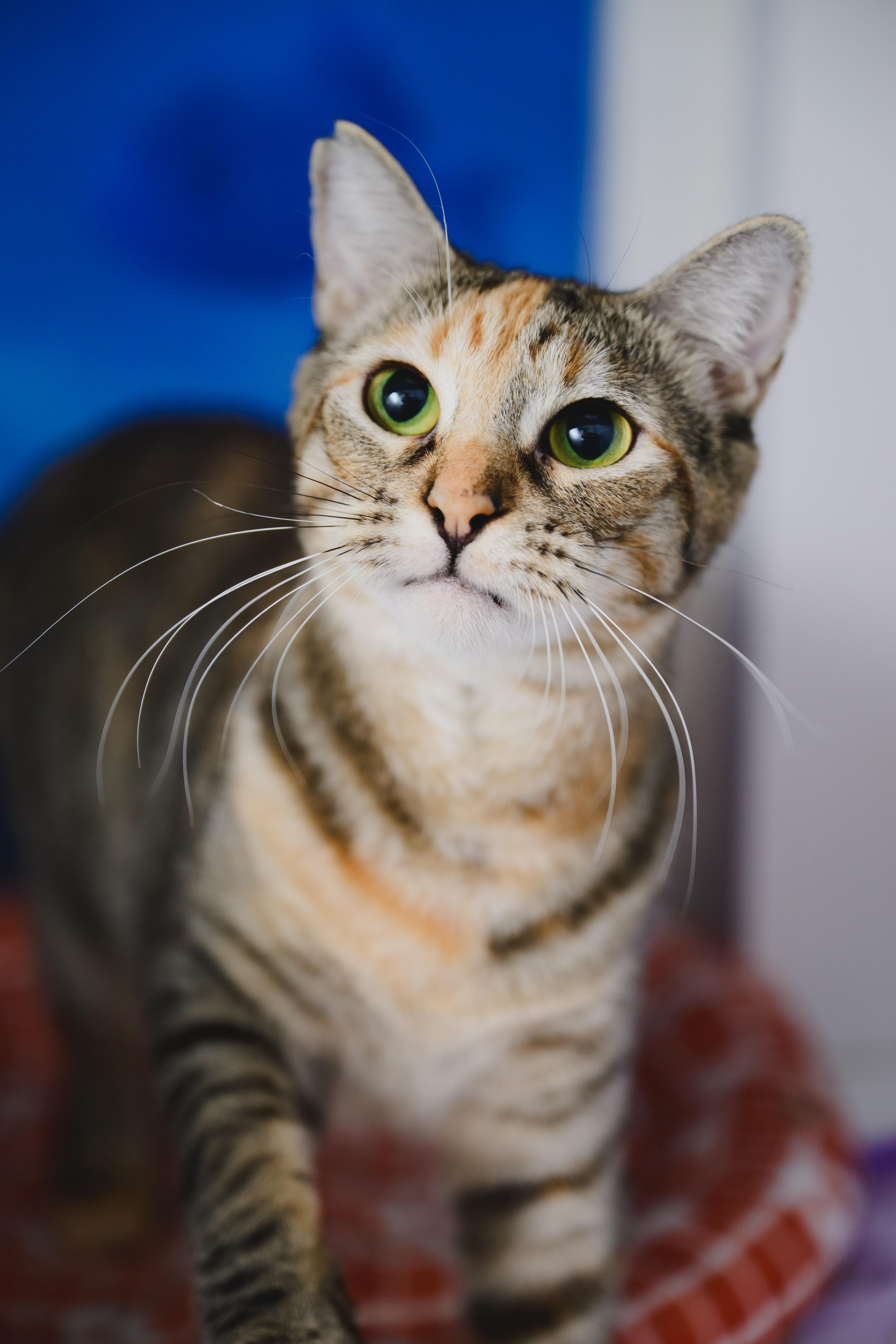 Mishmash, Adoptable, Young Female Domestic Short Hair.