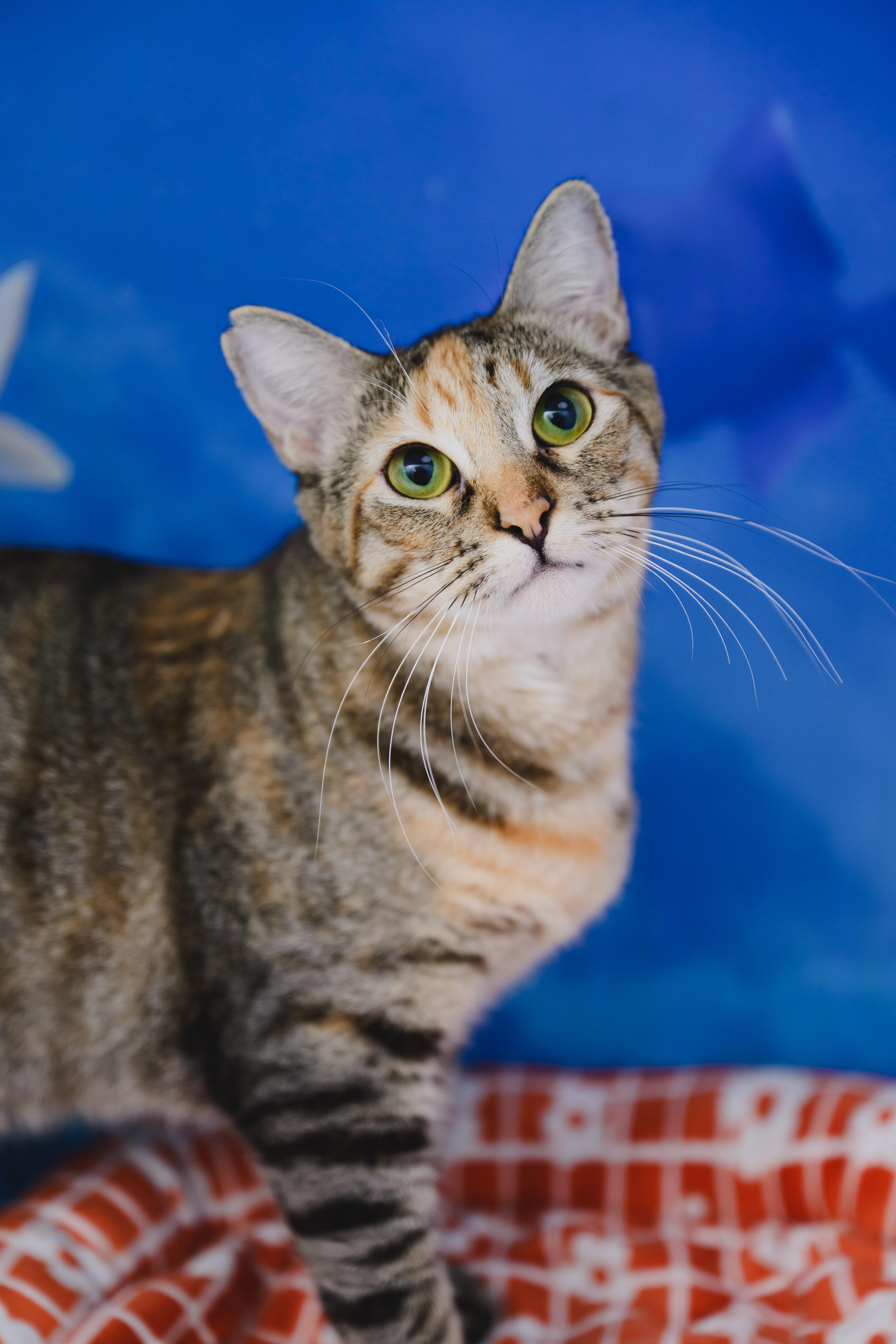 Enlarge Mishmash, a Adoptable Domestic Short Hair in Honolulu, HI image 2/6